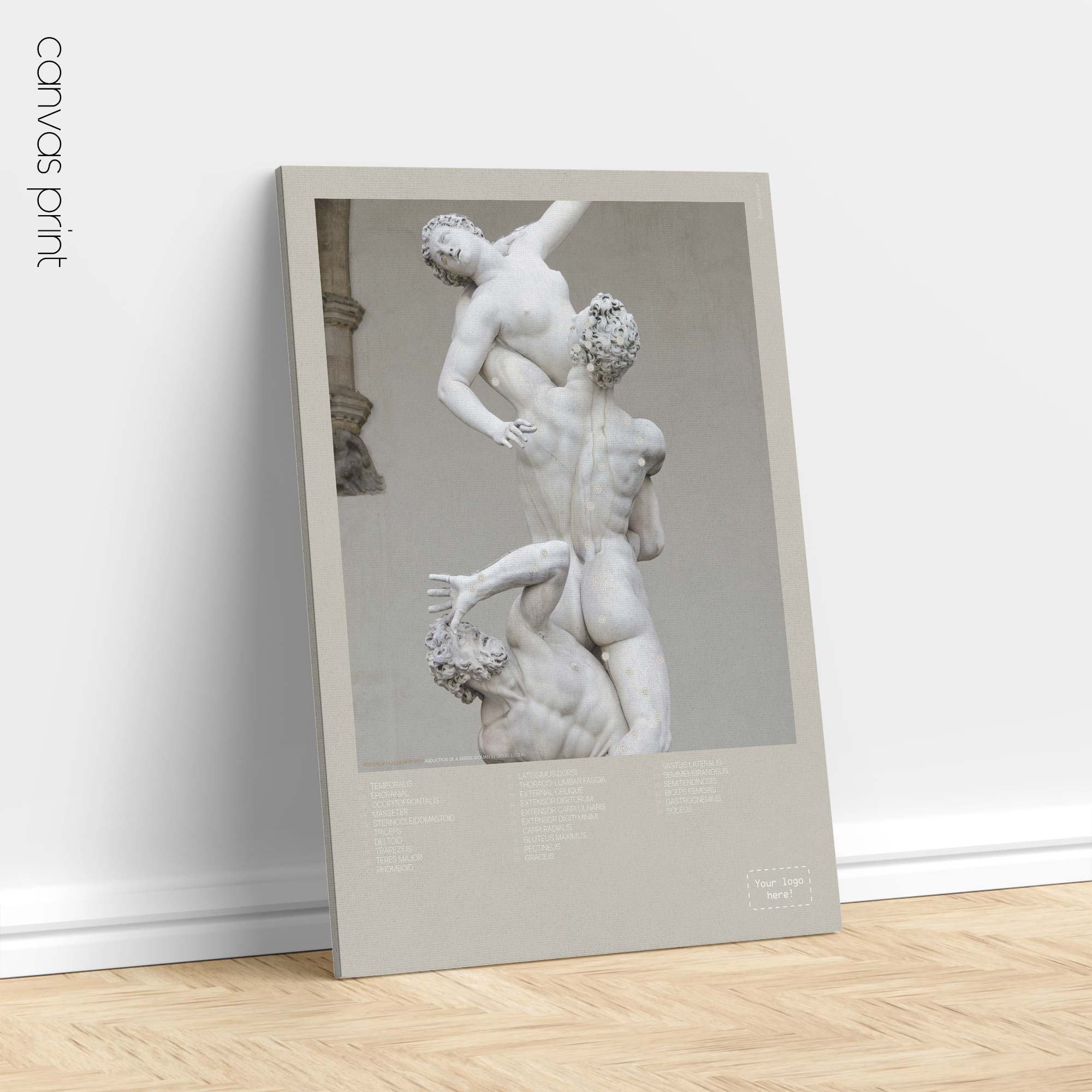 Sistema muscolare posteriore