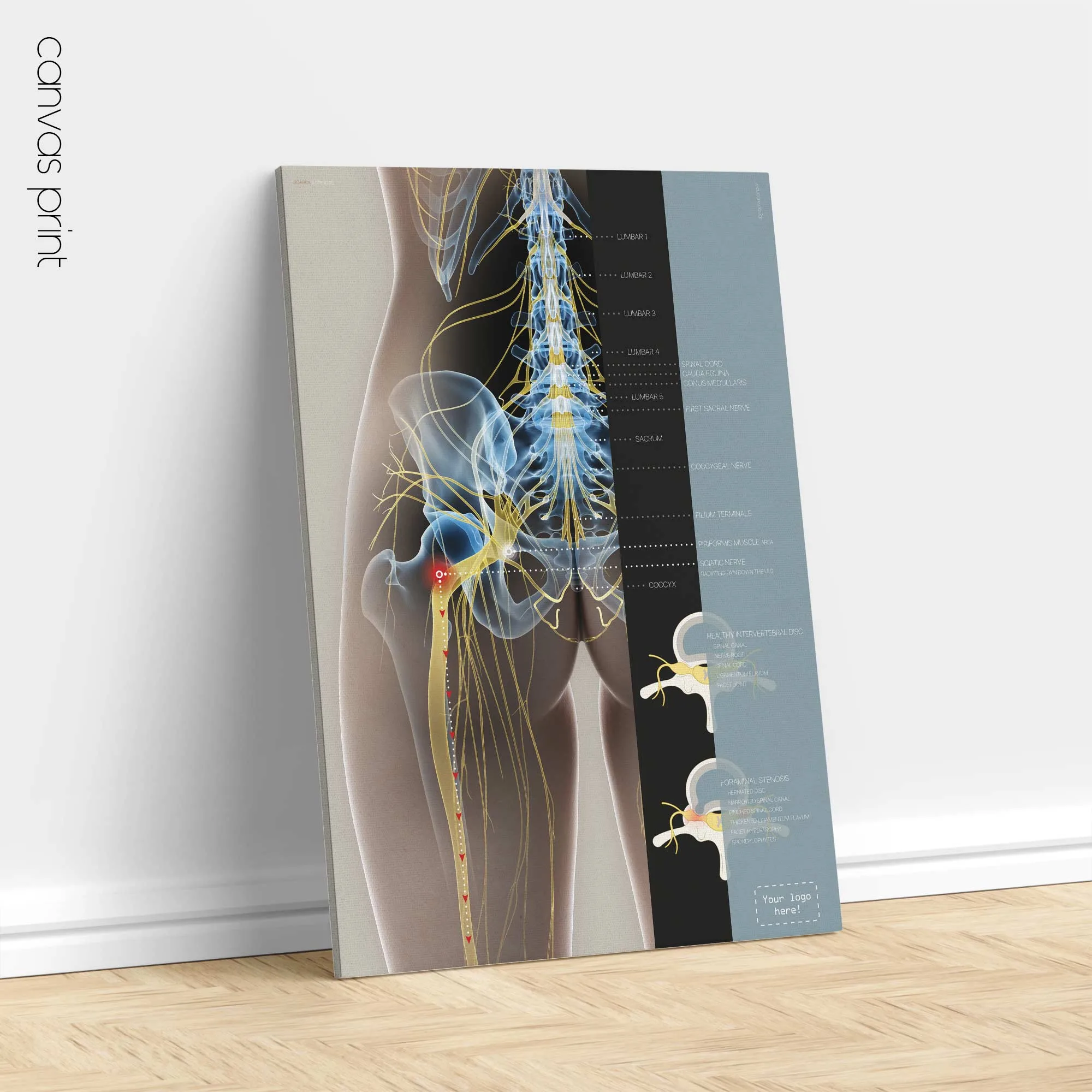 Organs and Endocrine System anatomy chart for clinics Organs and Endocrine System anatomy chart for clinics