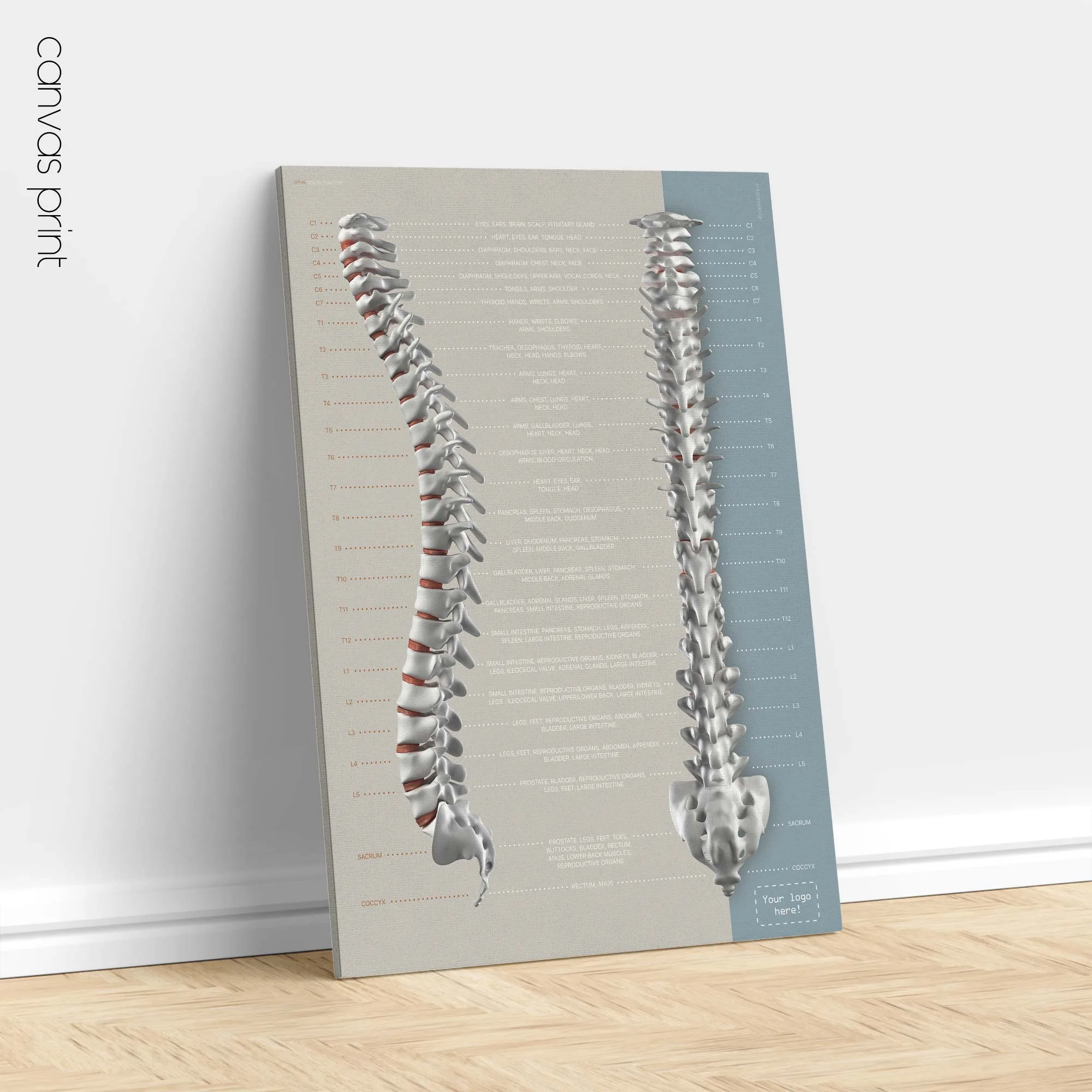 Spinal Nerves Set anatomy chart for clinics Spinal Nerves Set anatomy chart for clinics