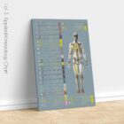 Applied Kinesiology Chart, set of 3 anatomy chart for clinics Applied Kinesiology Chart, set of 3 anatomy chart for clinics