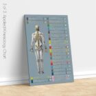 Applied Kinesiology Chart, set of 3 anatomy chart for clinics Applied Kinesiology Chart, set of 3 anatomy chart for clinics