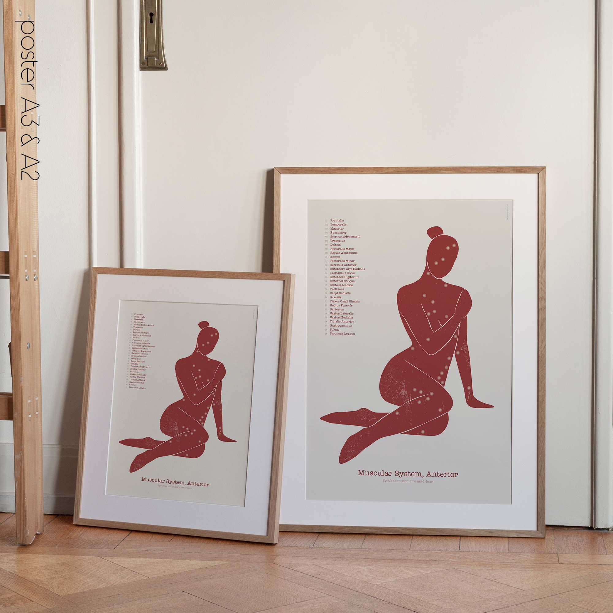 Anterior Muscular System