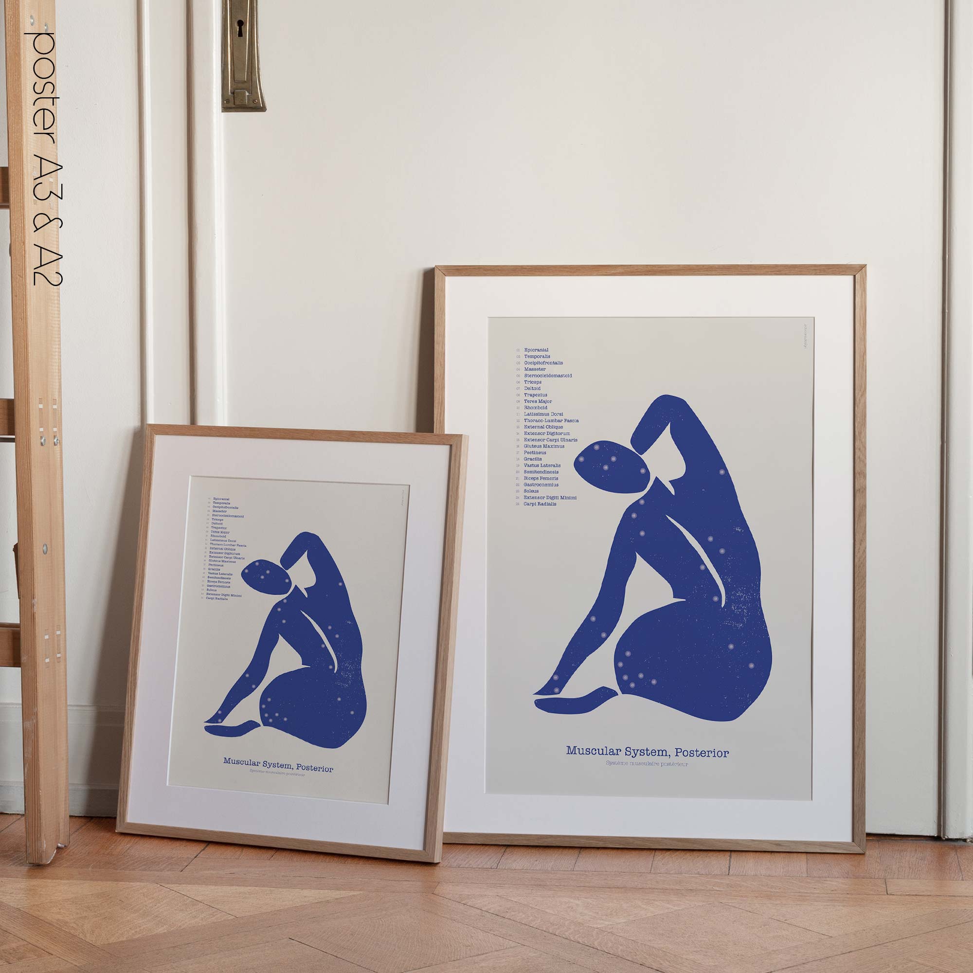 Posterior Muscular System