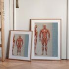 Muscular System, Anterior – educare.design Système musculaire