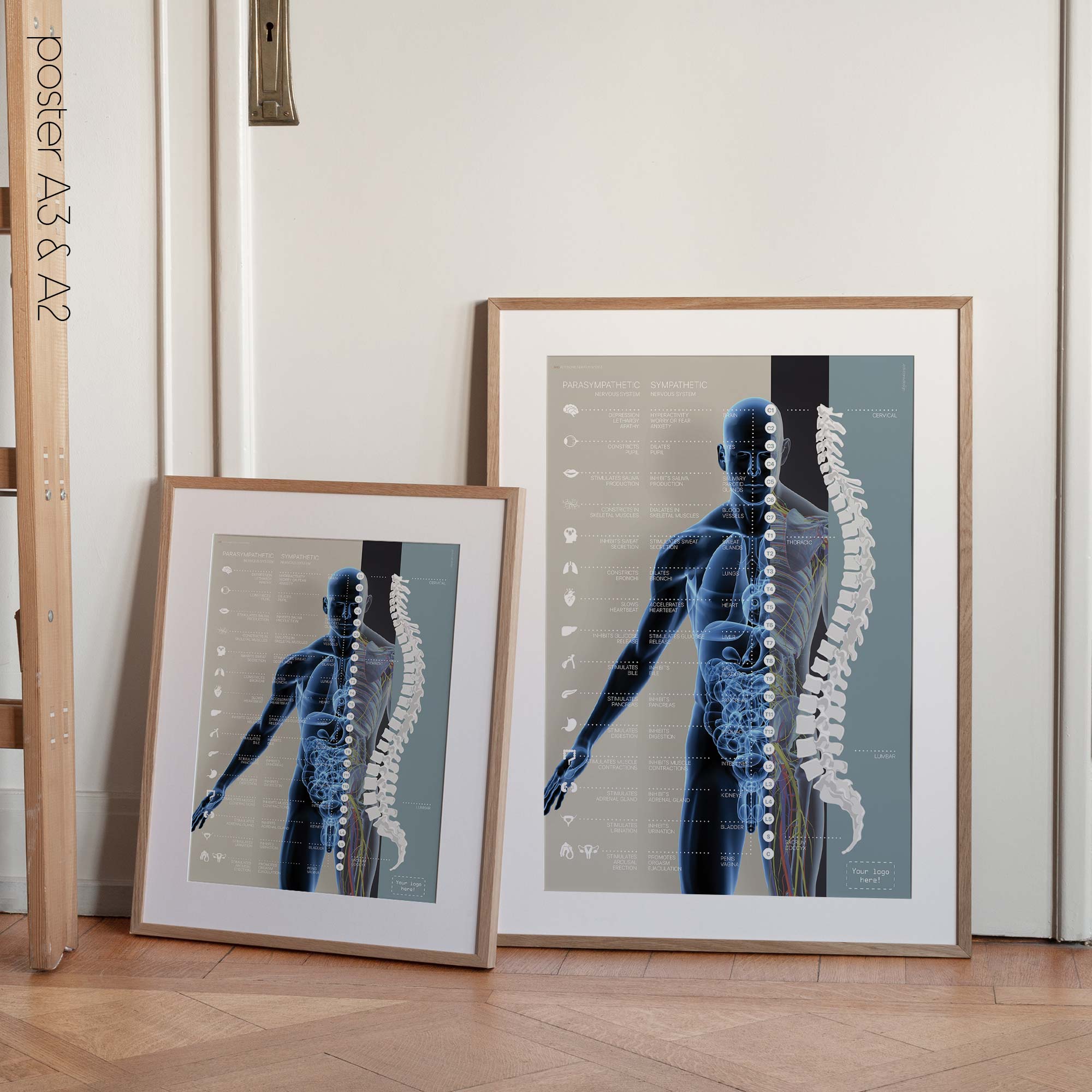 Autonomic Nervous System