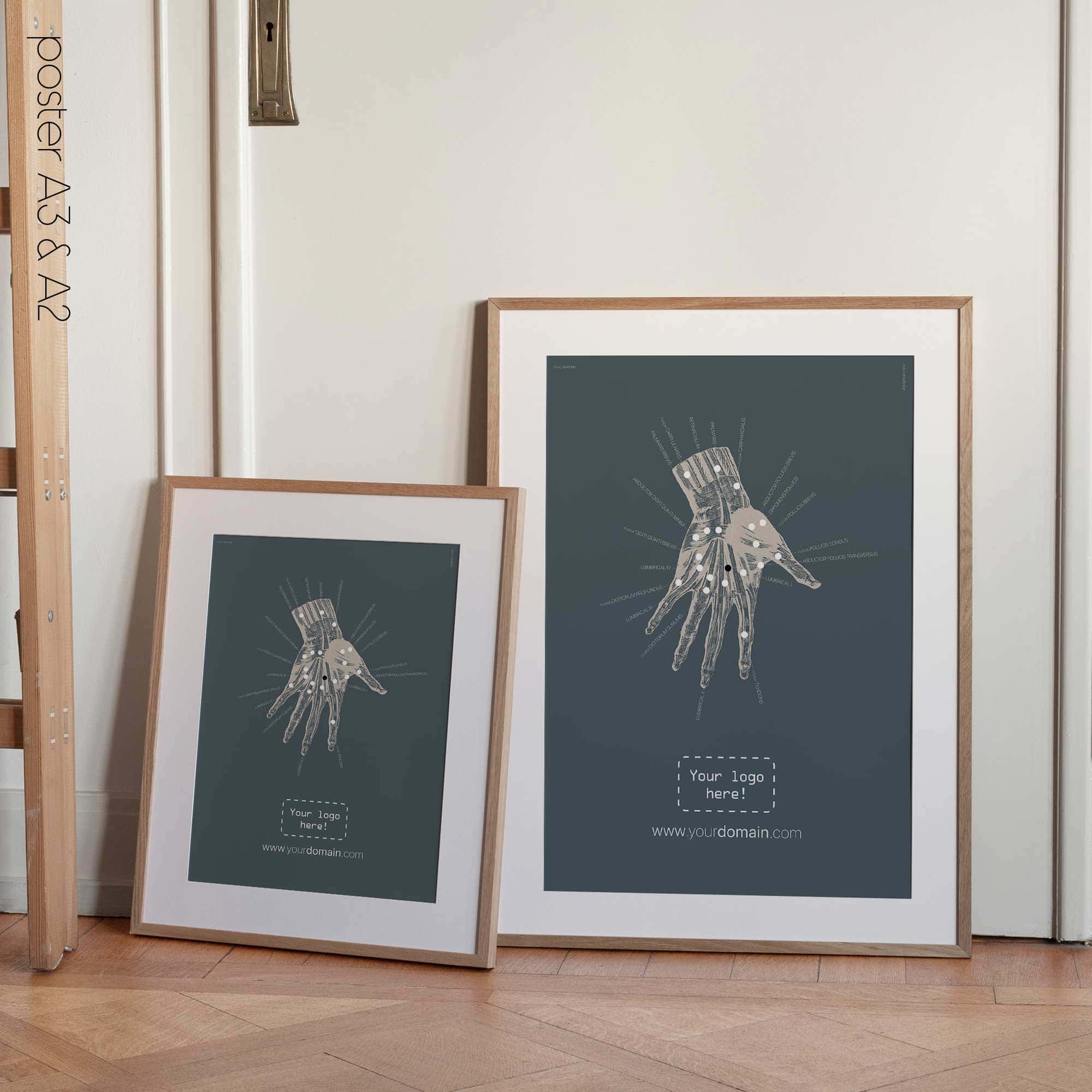 Anatomie der Hand. Klassische Anatomie von educare.design
