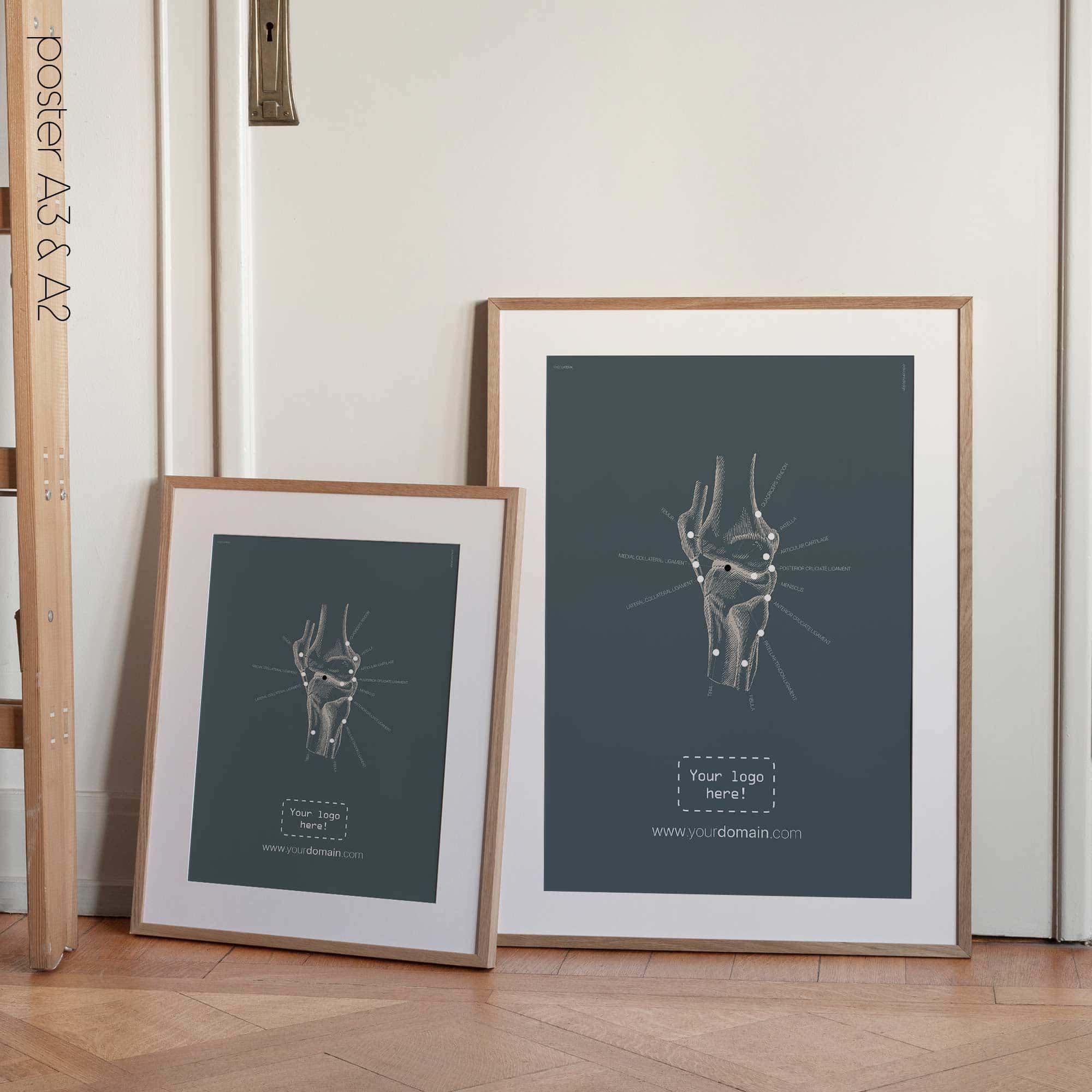 Genou humain, vue latérale. Œuvre d'art vintage sur l'anatomie et la physiologie d'educare.design