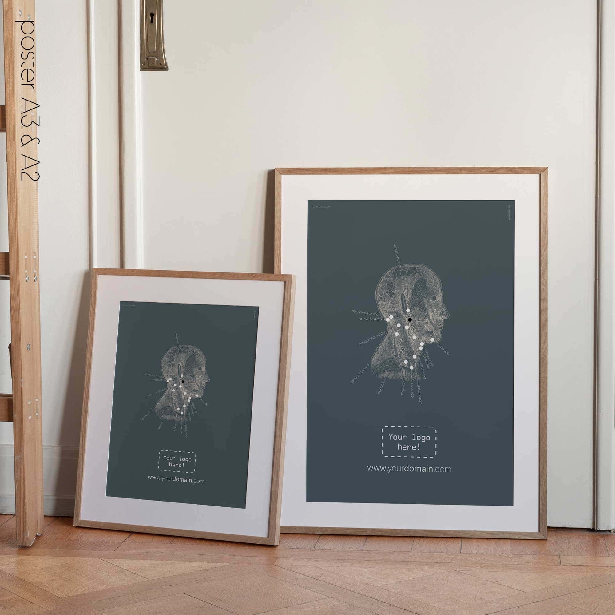 Neck Muscles, Lateral. Vintage anatomy and physiology artwork from educare.design