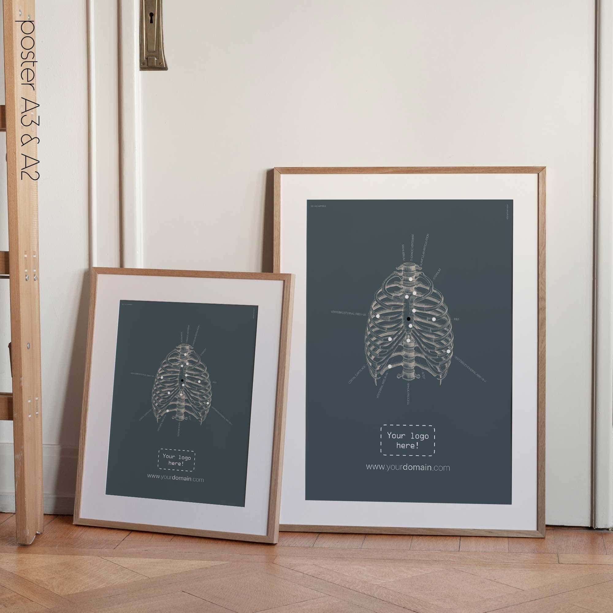 Cura delle costole umane, parte anteriore. Opere d'arte vintage di anatomia e fisiologia da educare.design