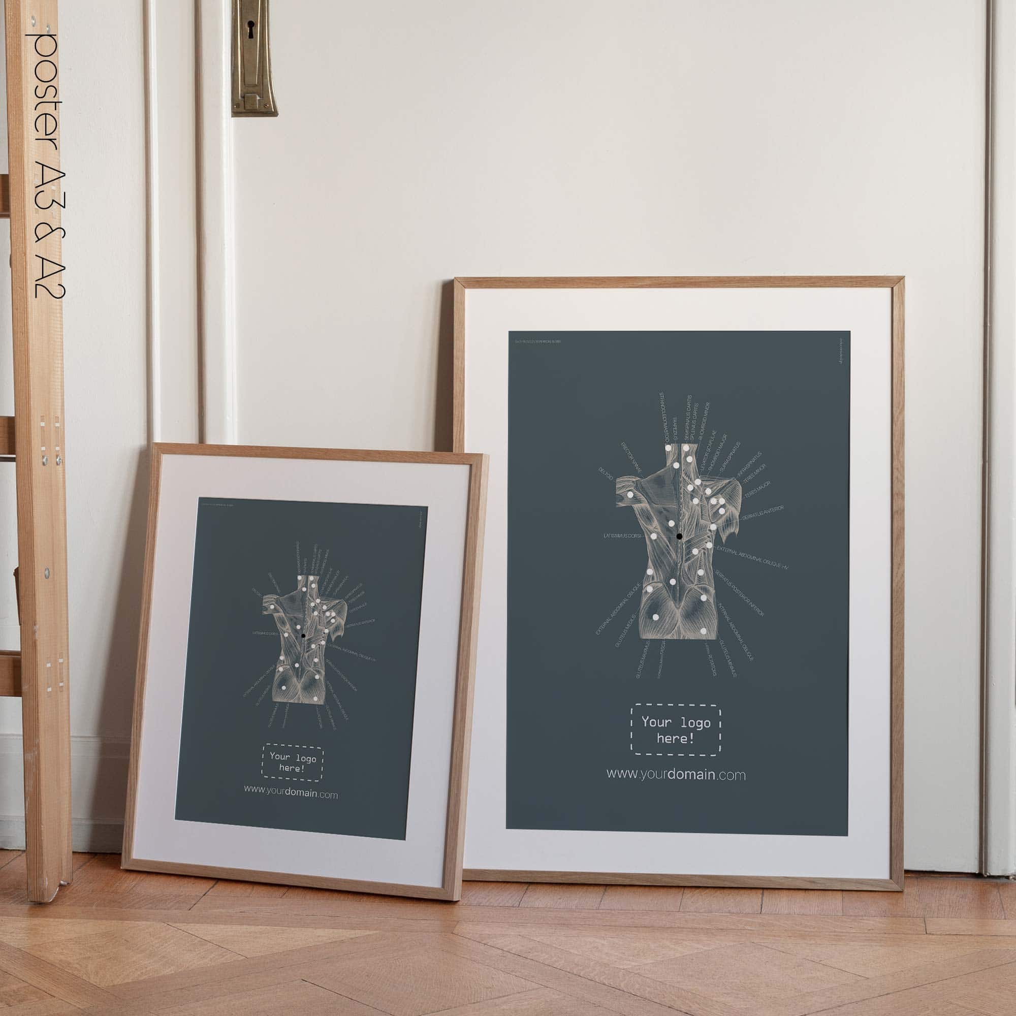 Posterior Muscle Anatomy