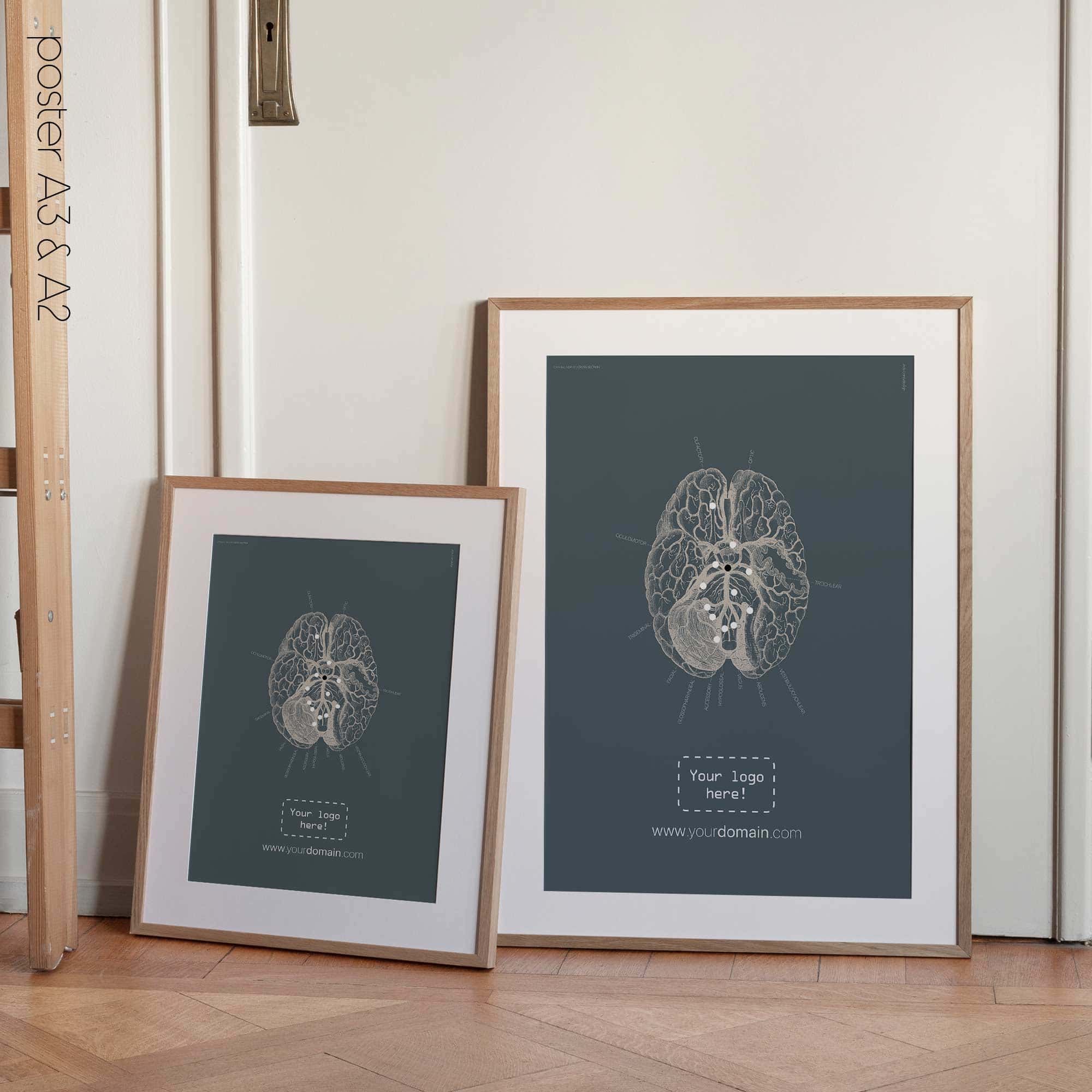 Nervi cranici, sezione trasversale. Anatomia d'epoca da educare.design