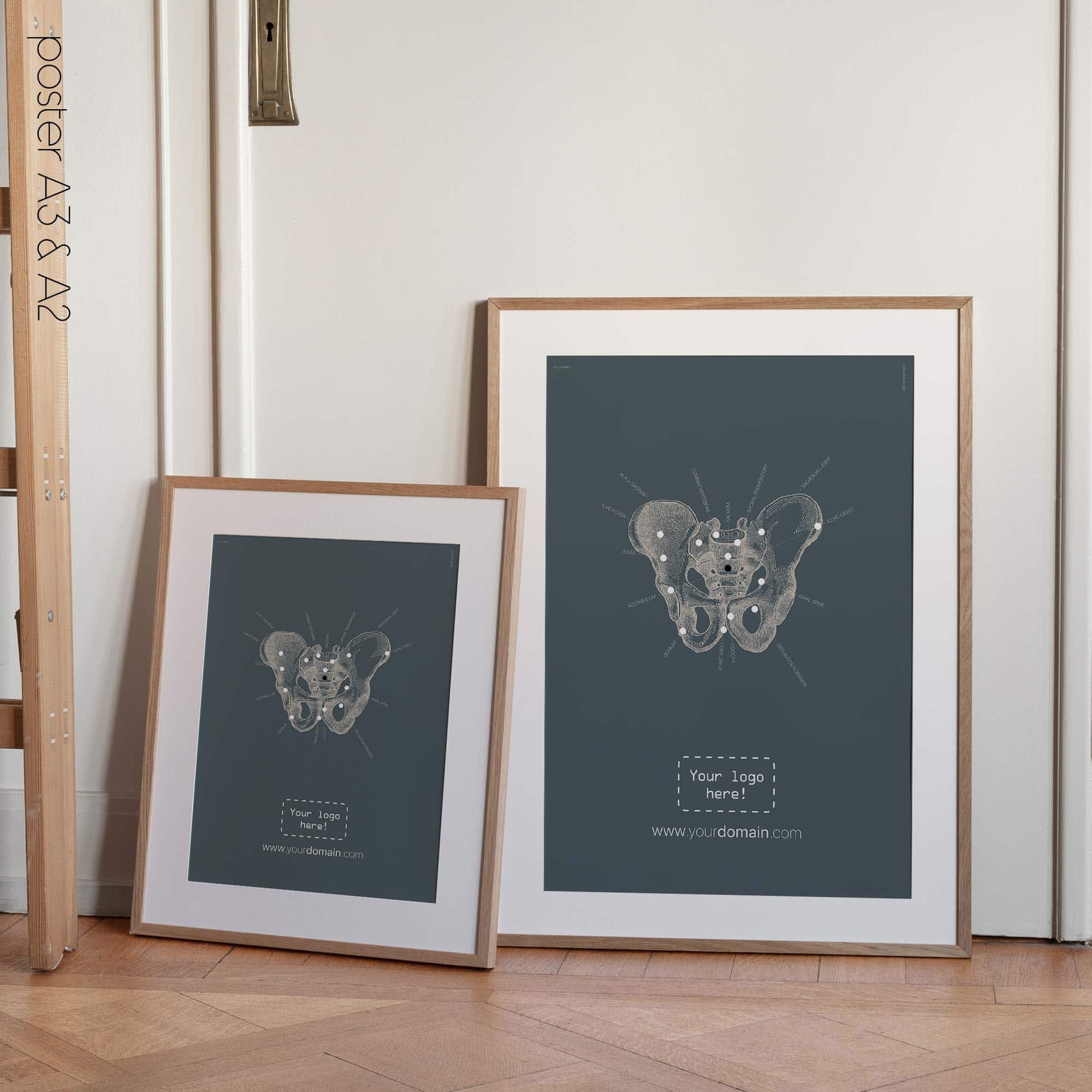 Anatomy of the pelvis