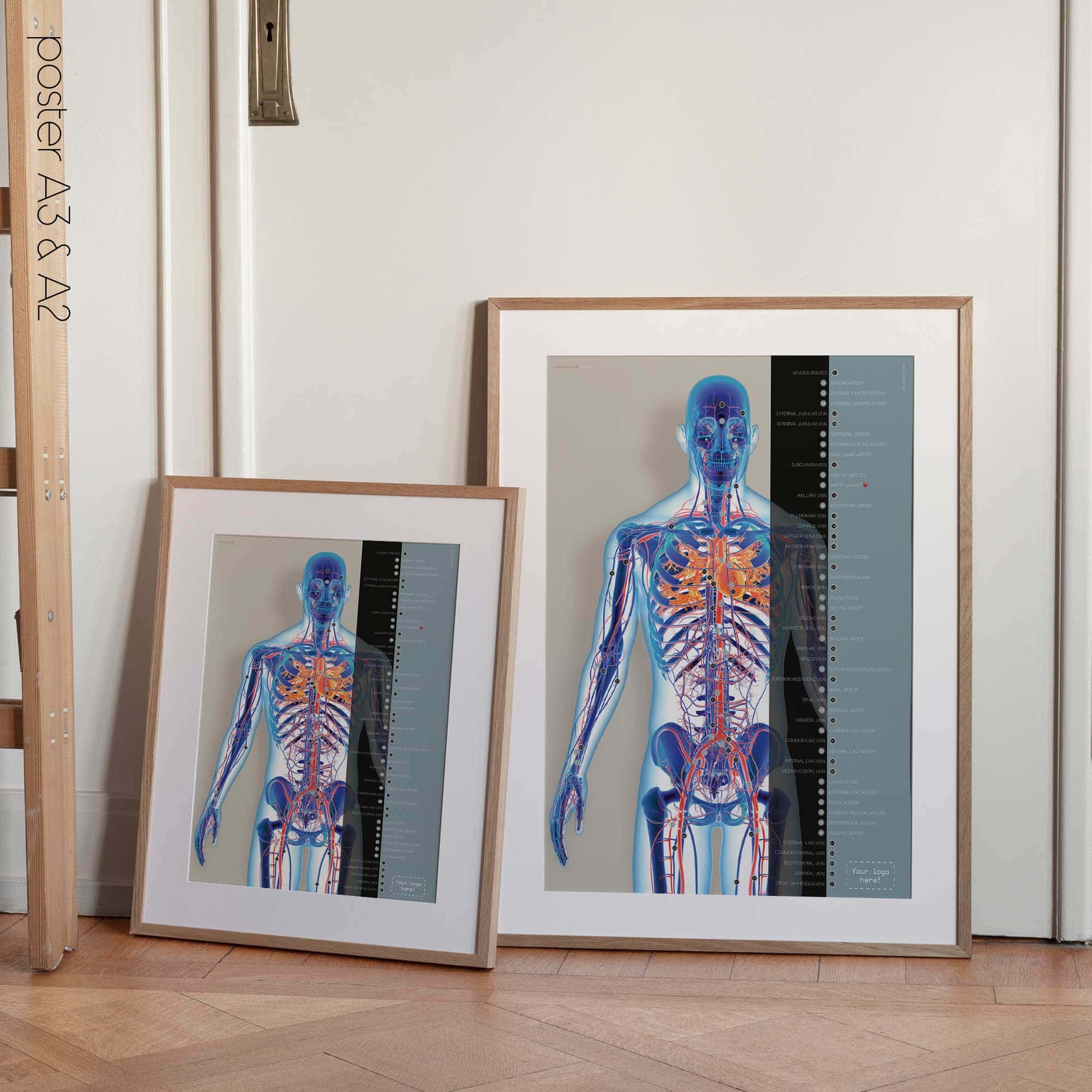 Système cardiovasculaire - dessin de educare.design