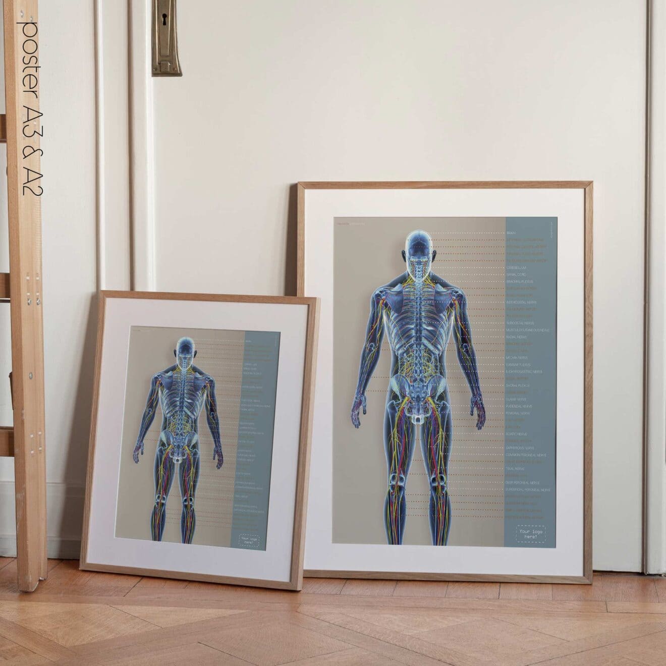 Sistemi circolatorio e nervoso. Opere d'arte di anatomia e fisiologia da educare.design