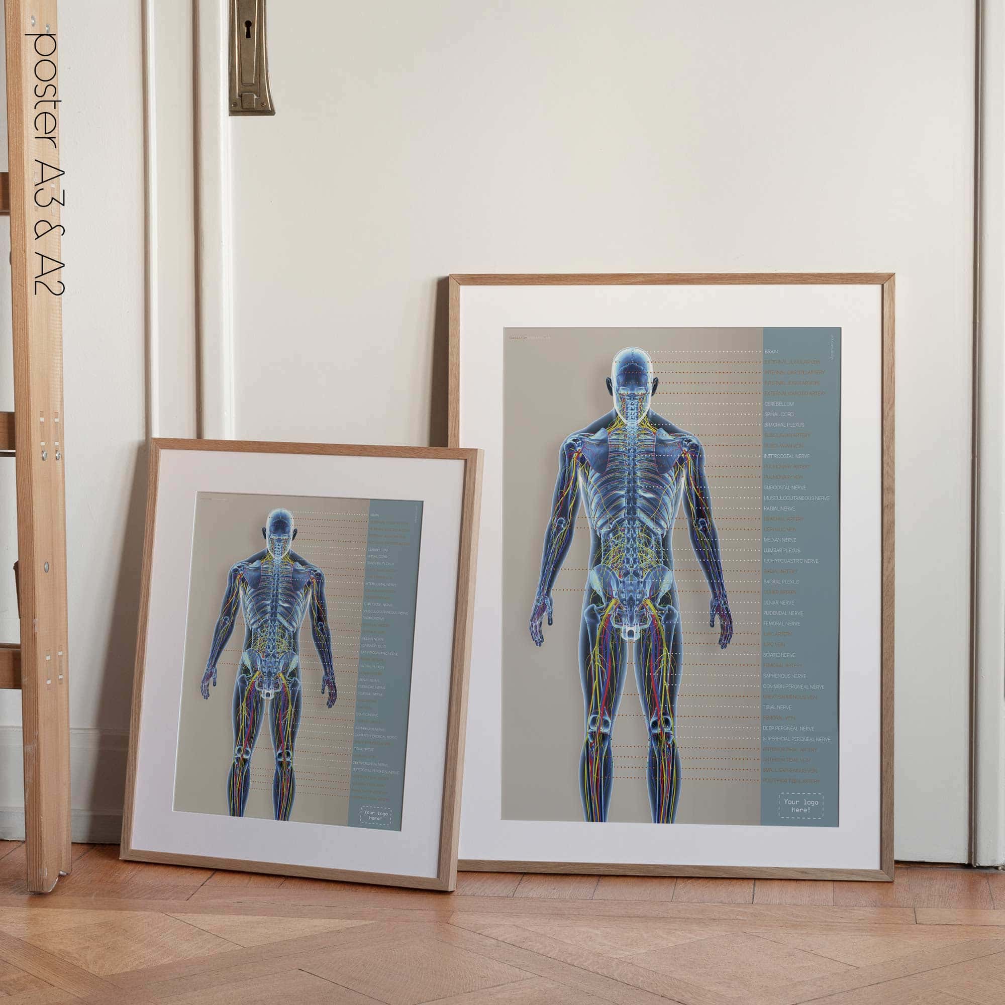 Circulatory and Nerves Systems. Anatomy and physiology artwork from educare.design