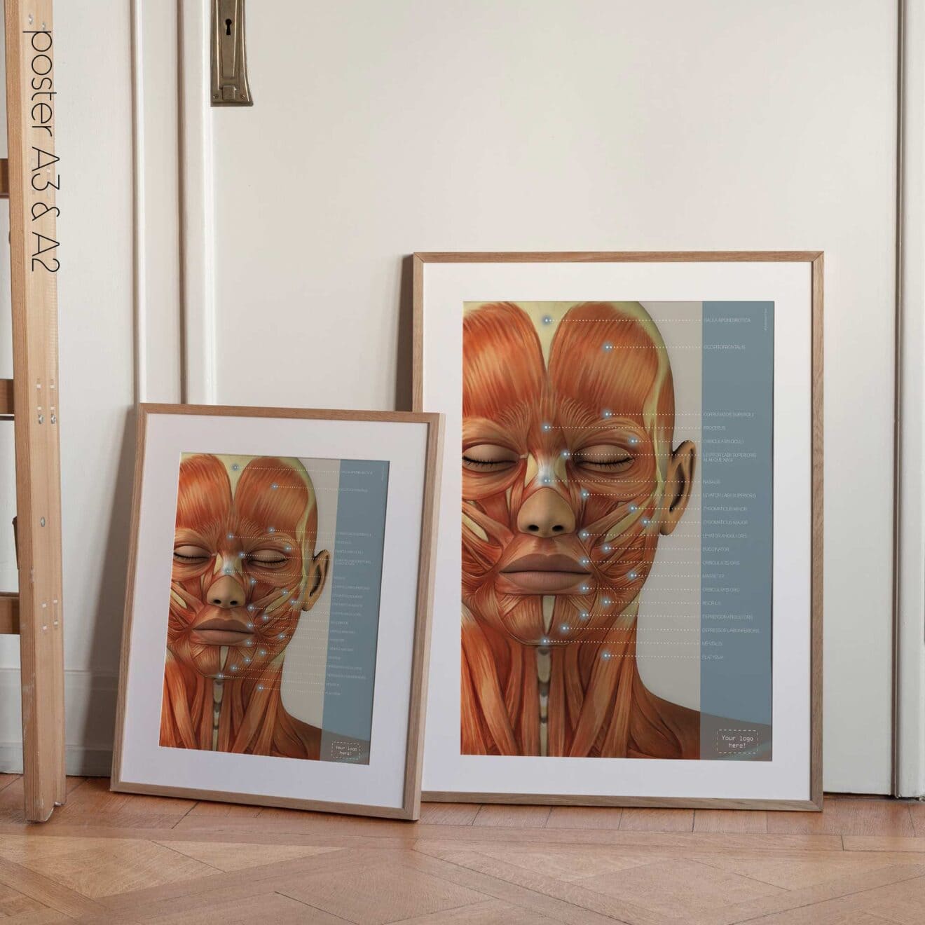 Músculos craneofaciales. Obras de arte de anatomía y fisiología de educare.design