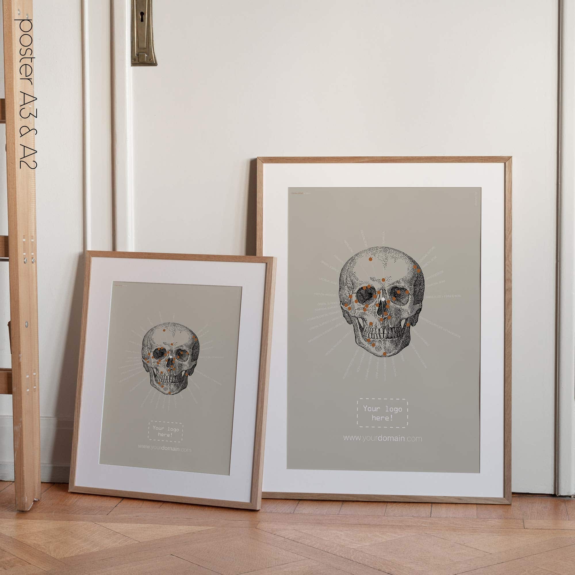 Anterior Cranial Bones