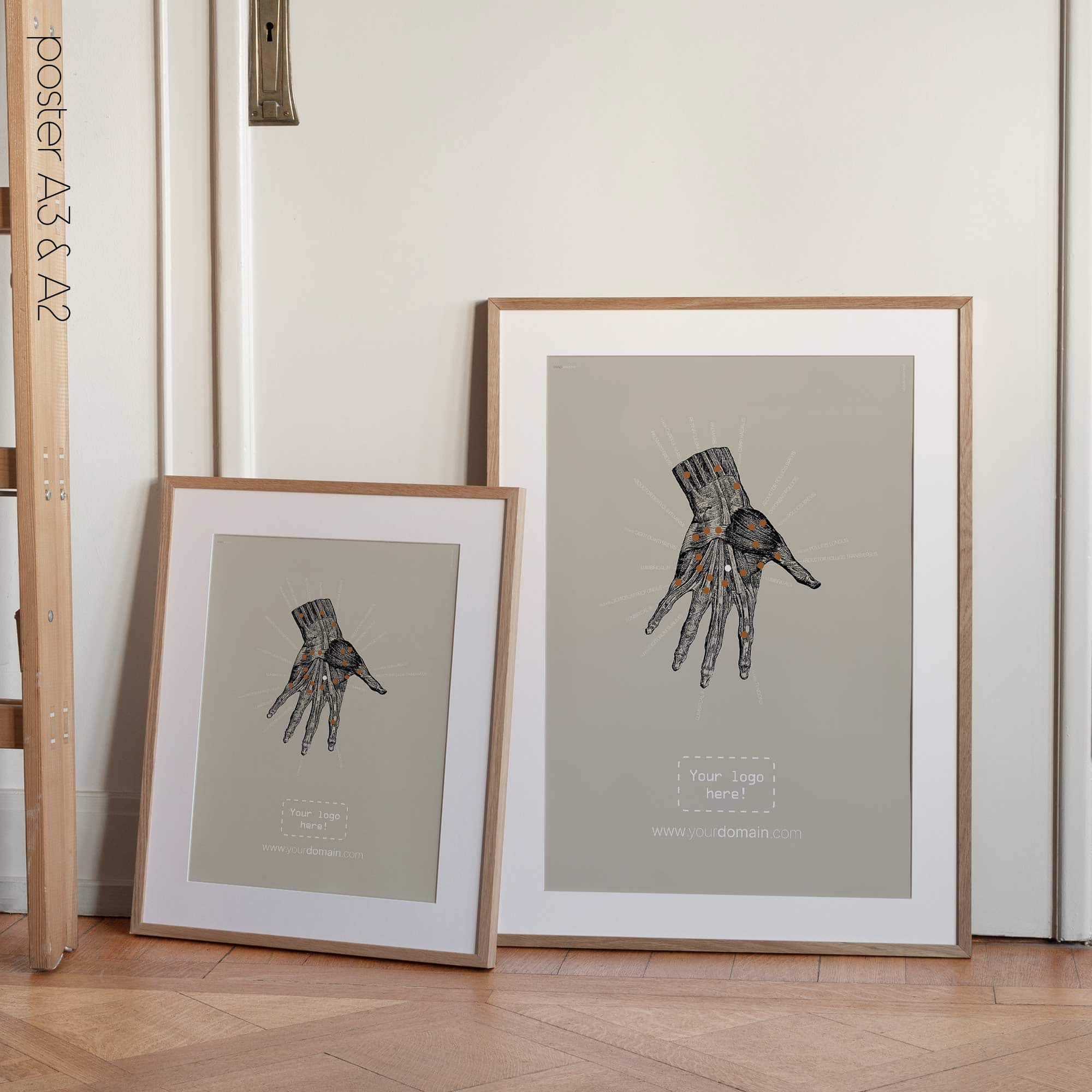 Anatomie der Hand. Klassische Anatomie von educare.design