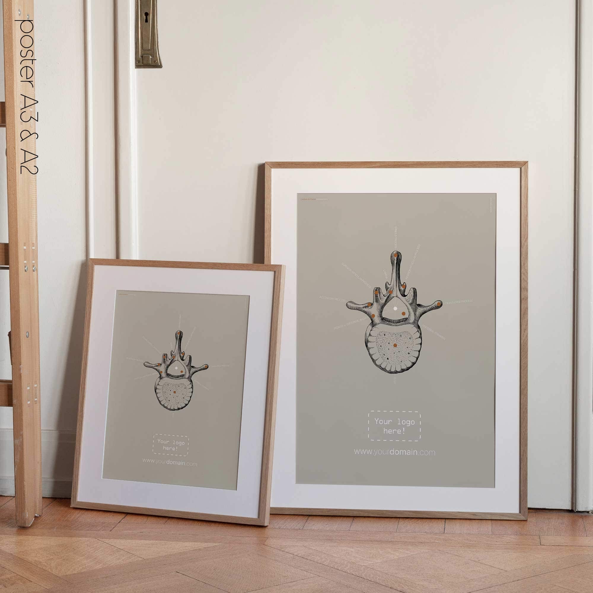 Lumbar Vertebrae. Vintage anatomy and physiology artwork from educare.design