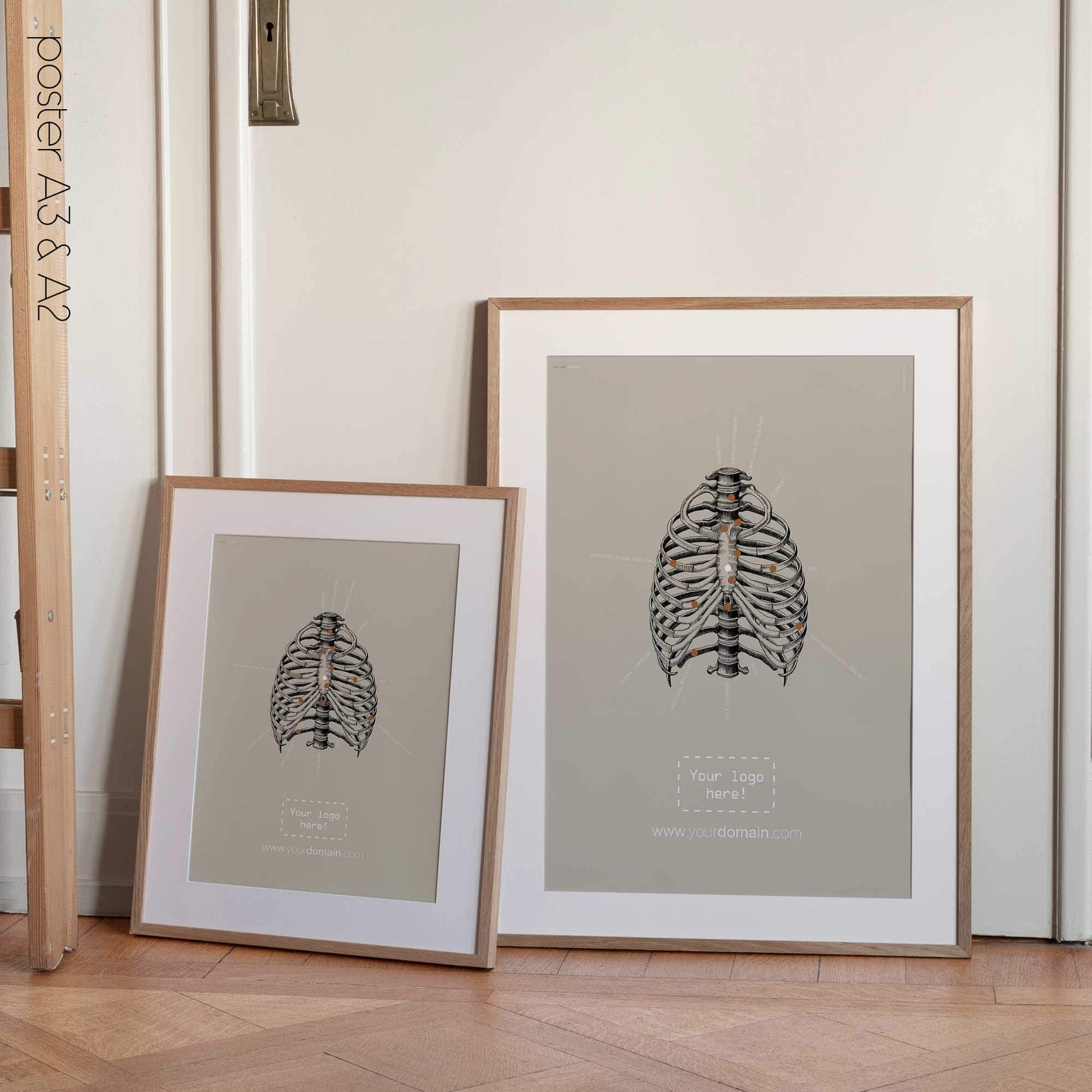 Cura delle costole umane, parte anteriore. Opere d'arte vintage di anatomia e fisiologia da educare.design