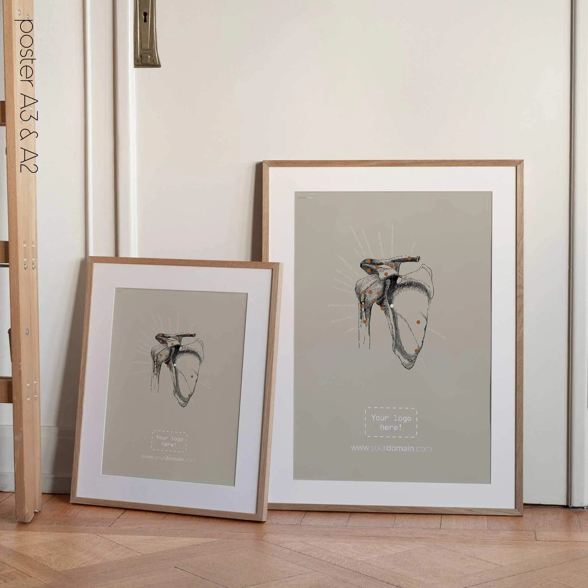 Human Shoulder, Frontal view. Vintage anatomy and physiology artwork from educare.design