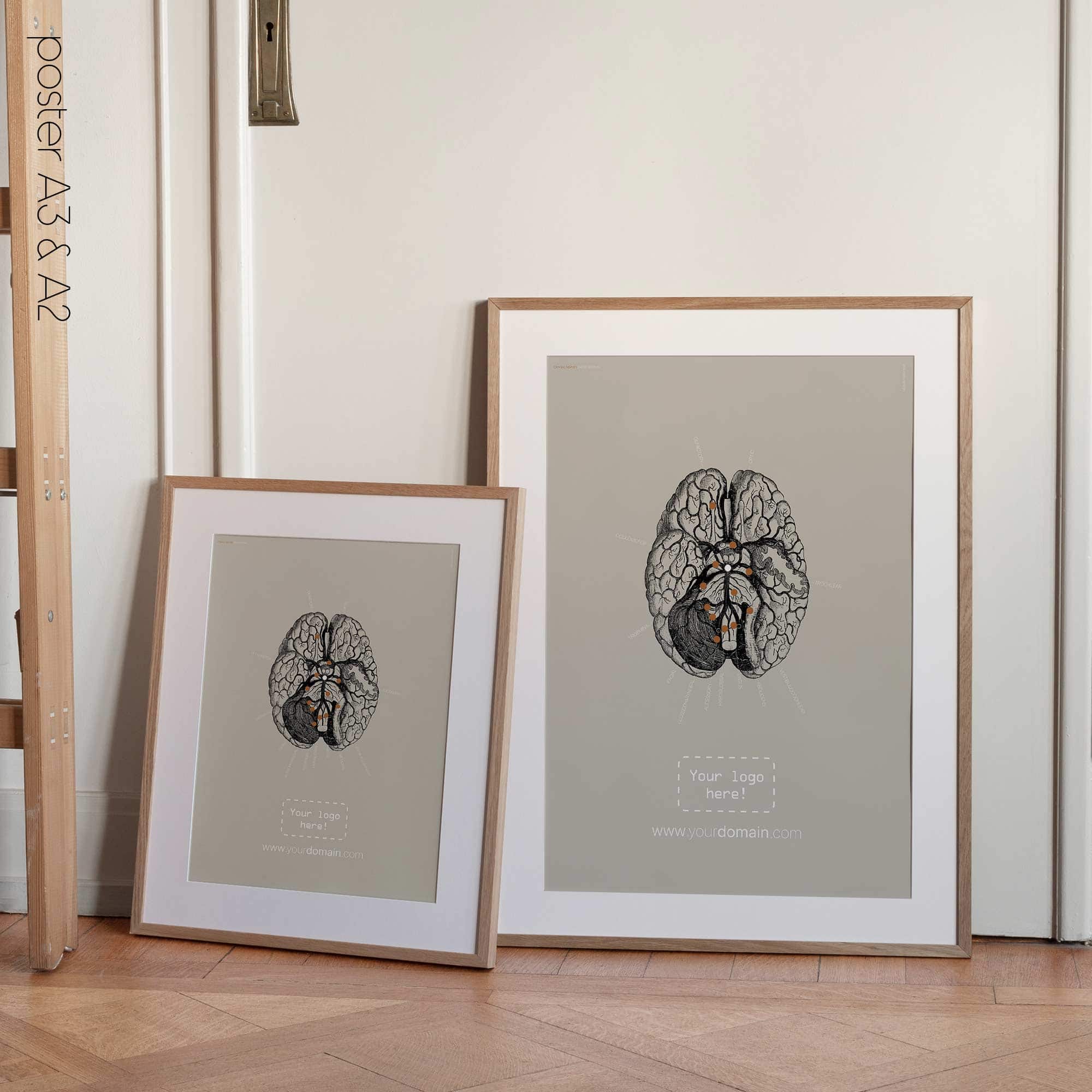 Nervi cranici, sezione trasversale. Anatomia d'epoca da educare.design