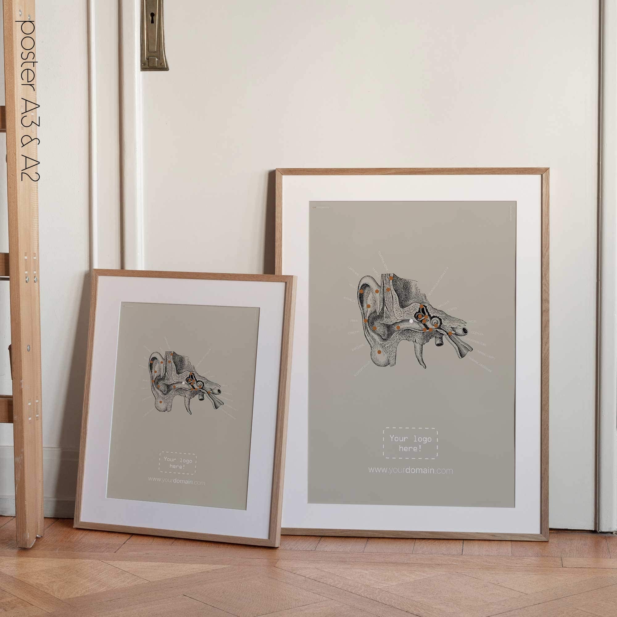 Orecchio, sezione trasversale. Anatomia d'epoca da educare.design