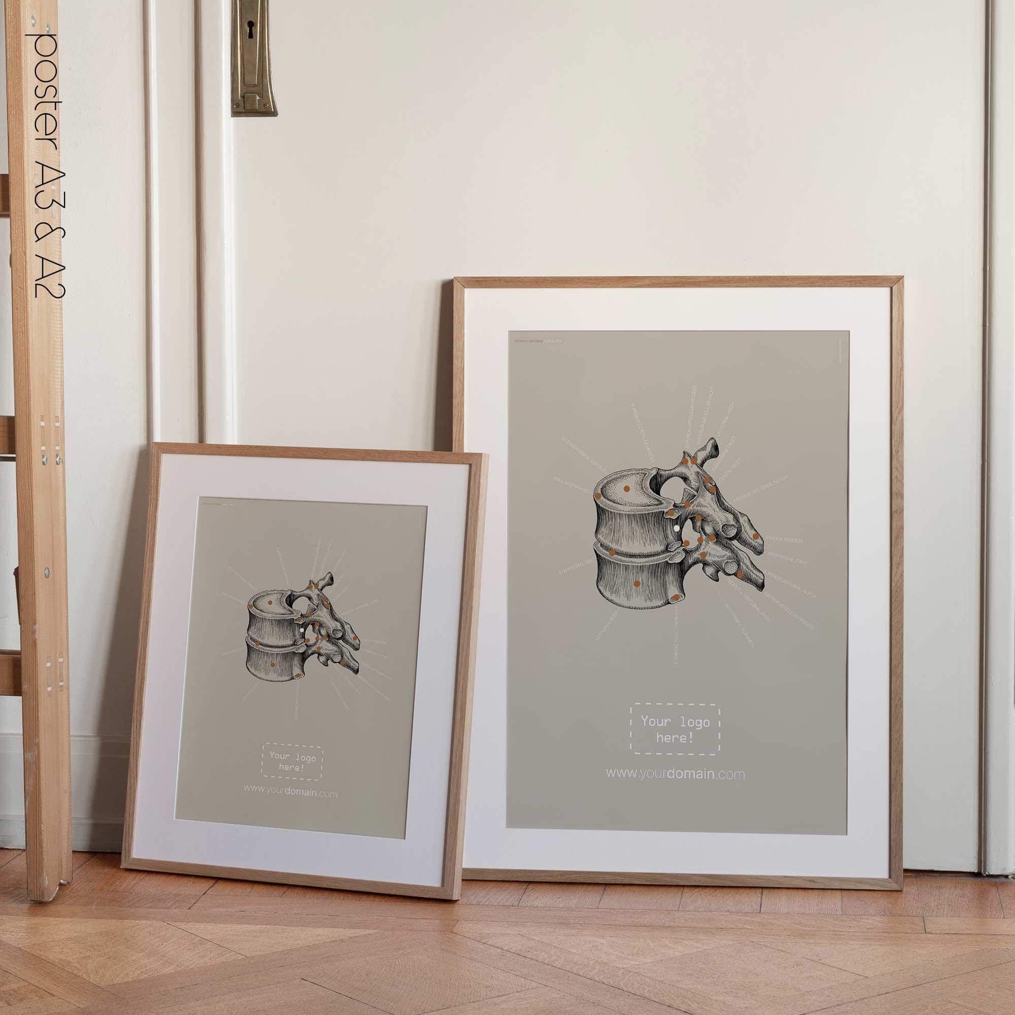 Thoracic Vertebrae. Vintage anatomy and physiology artwork from educare.design