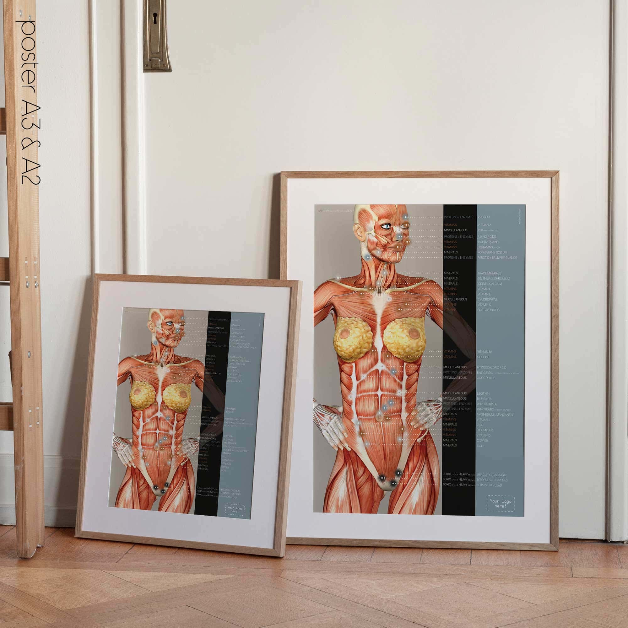 Points réflexes de l'énergie nutritionnelle. Dessin d'anatomie et de physiologie d'educare.design