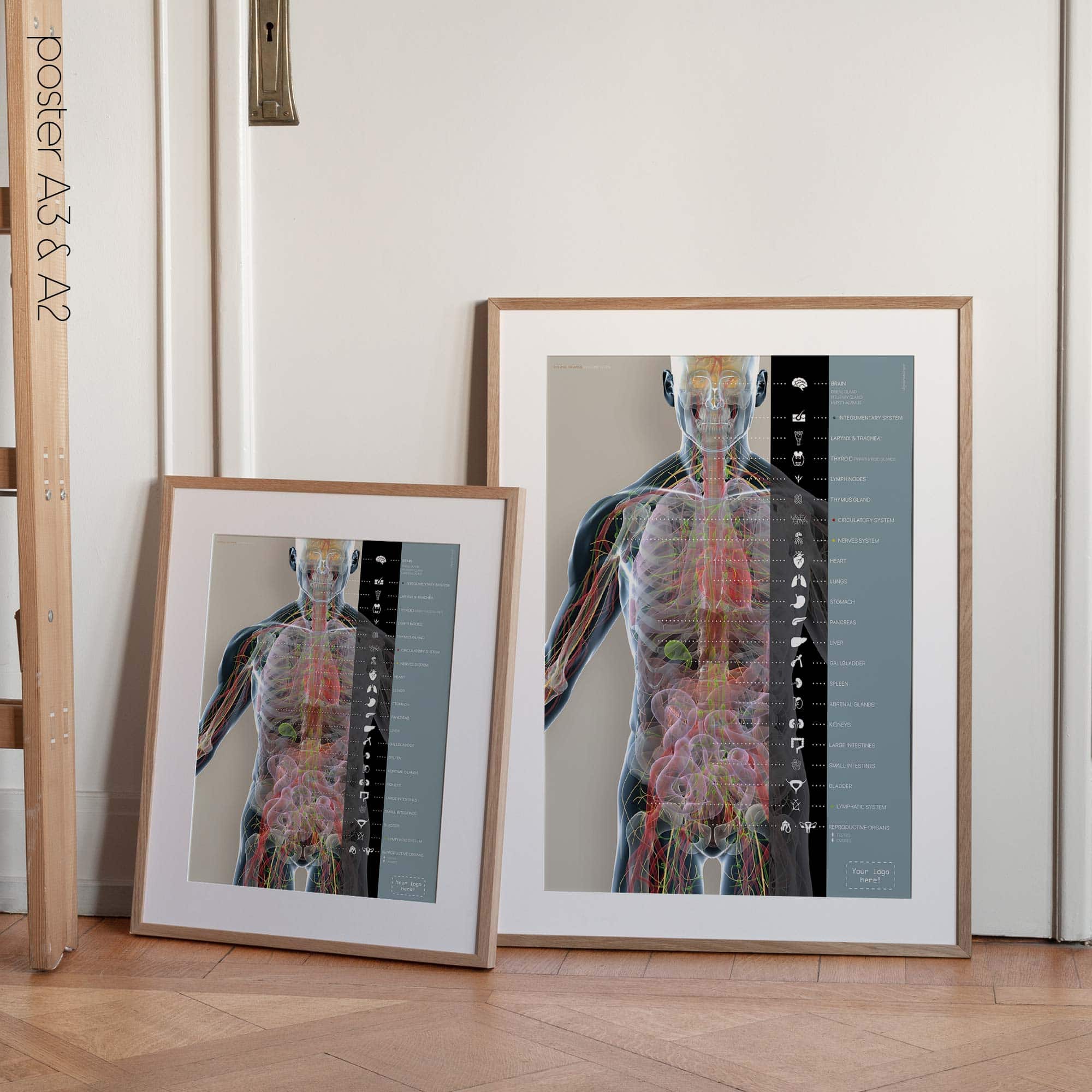 Internal organs and the endocrine system