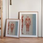 Muscular System, Posterior – educare.design Muskelsystem