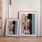 Postural Assessment and Scoliosis. Anatomy and physiology artwork from educare.design