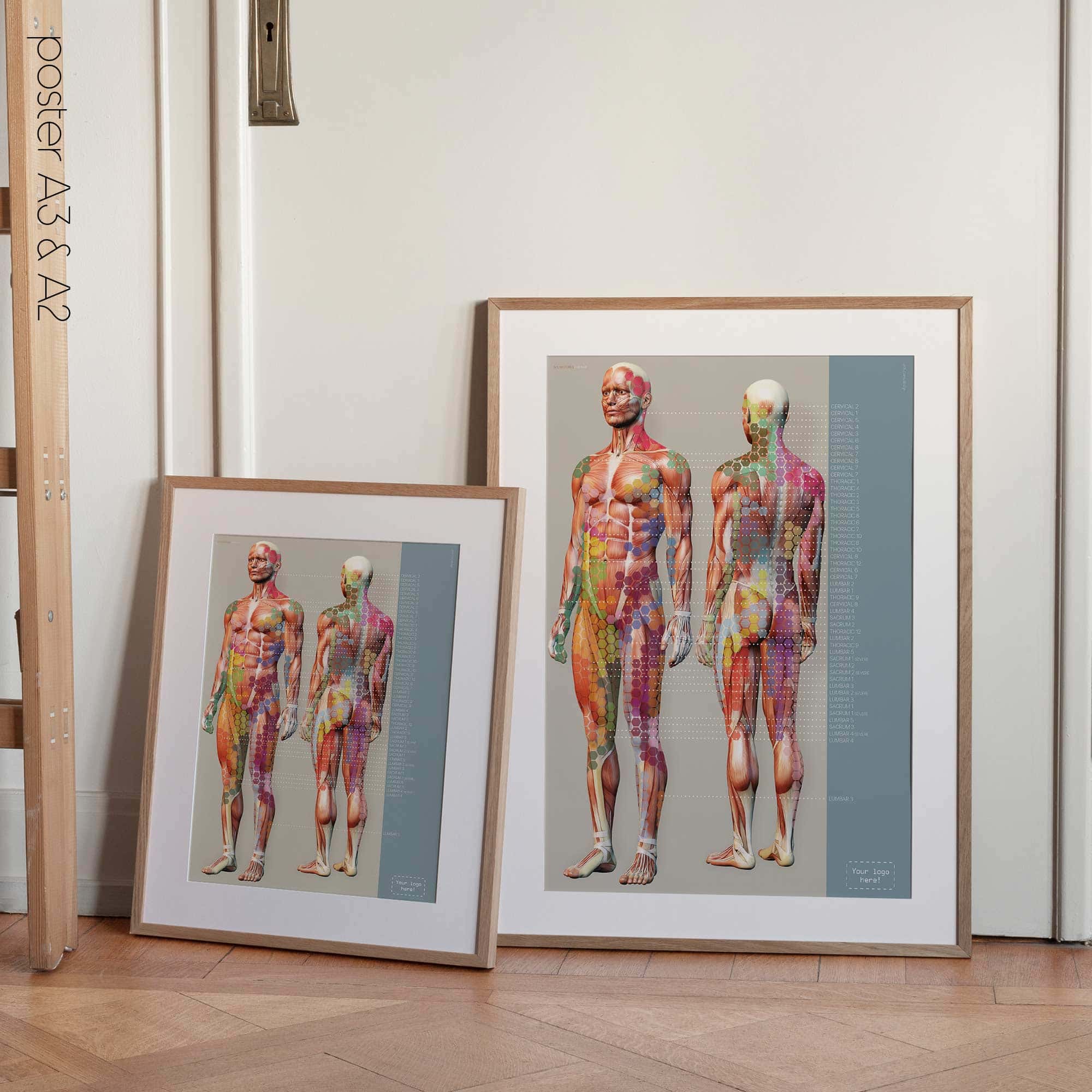 Mappa del dolore degli sclerotomi. Opere d'arte di anatomia e fisiologia da educare.design