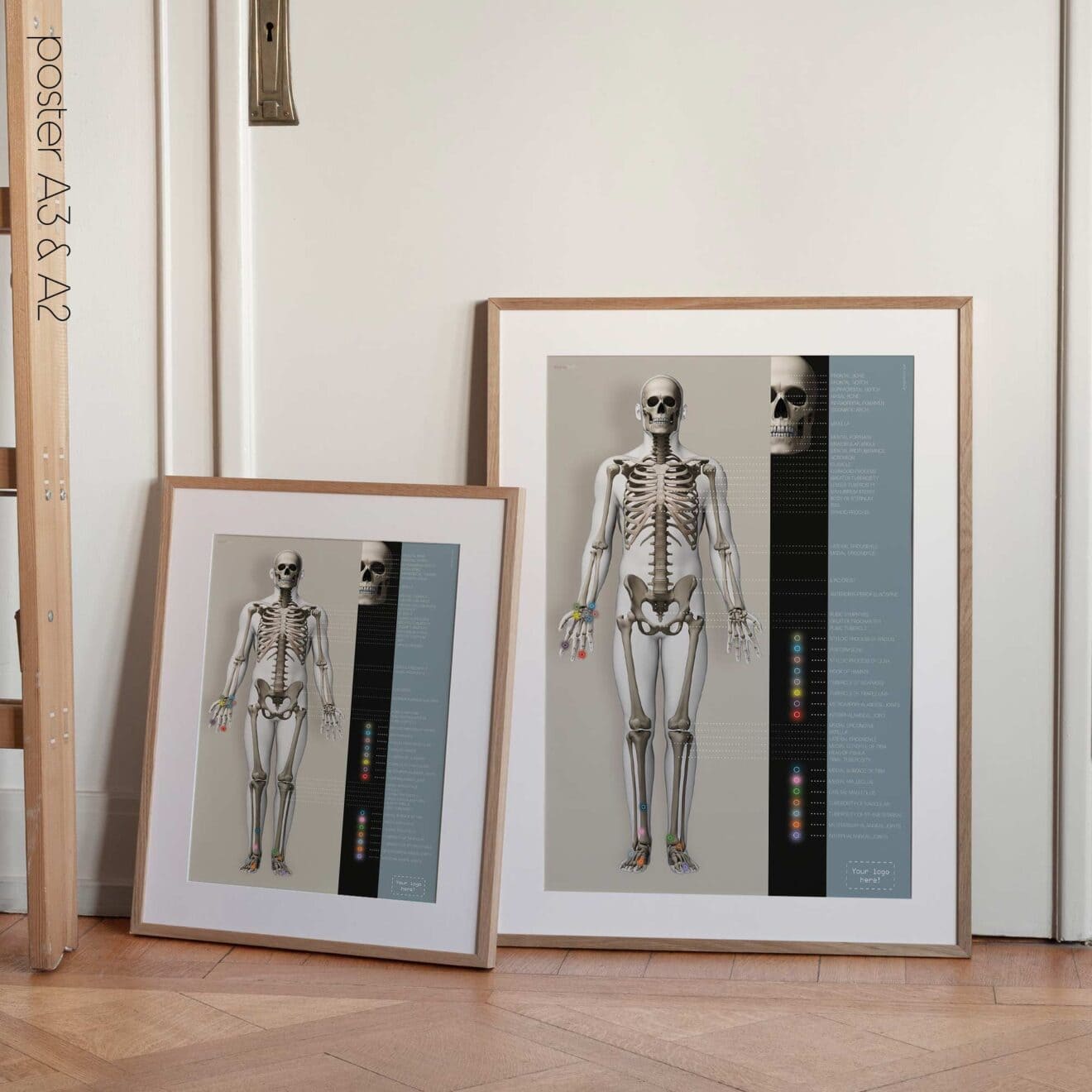 Skeletal System poster. Anatomy and physiology artwork from educare.design
