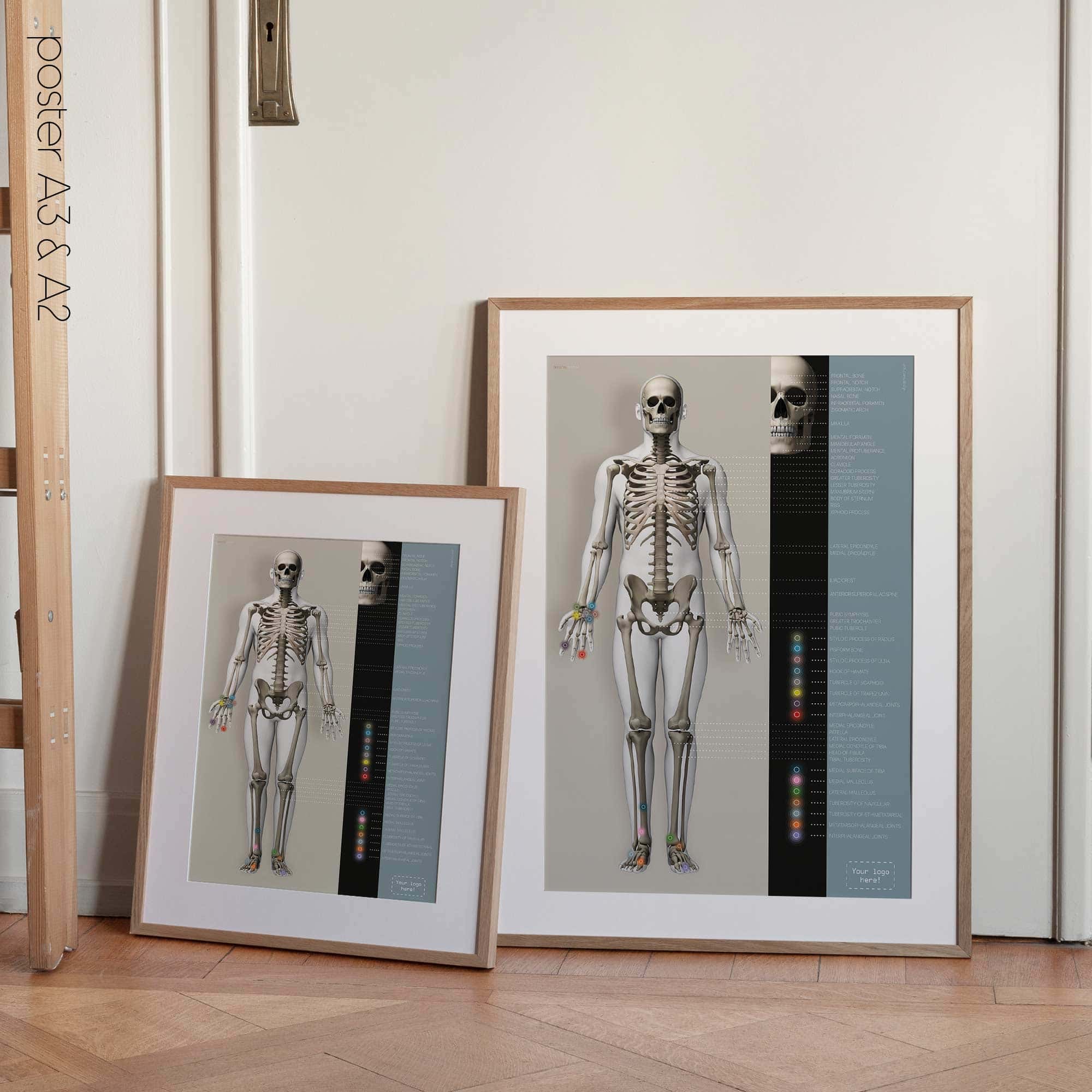 Affiche sur le système squelettique. Dessin d'anatomie et de physiologie d'educare.design