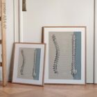 Fonction des Nerfs Spinaux