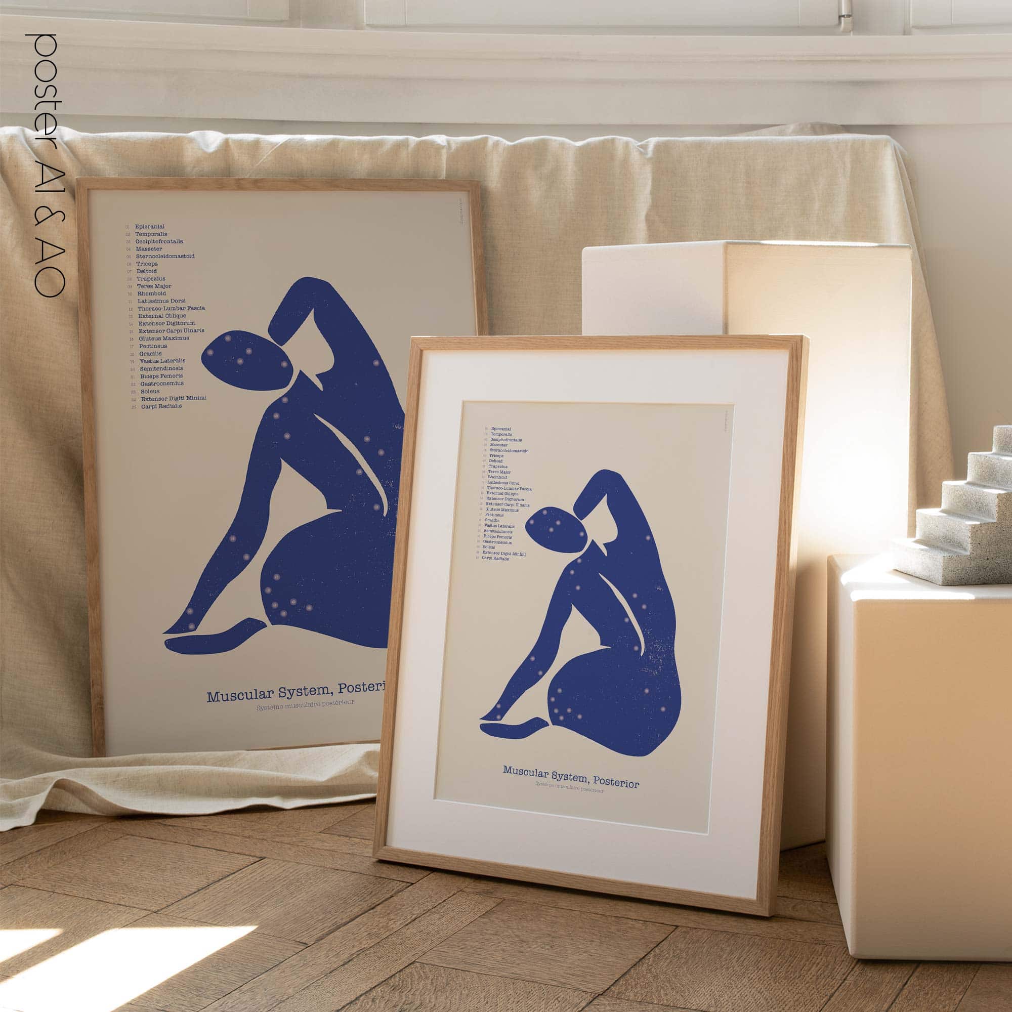 Posterior Muscular System