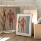 Muscular System, Anterior – educare.design Système musculaire