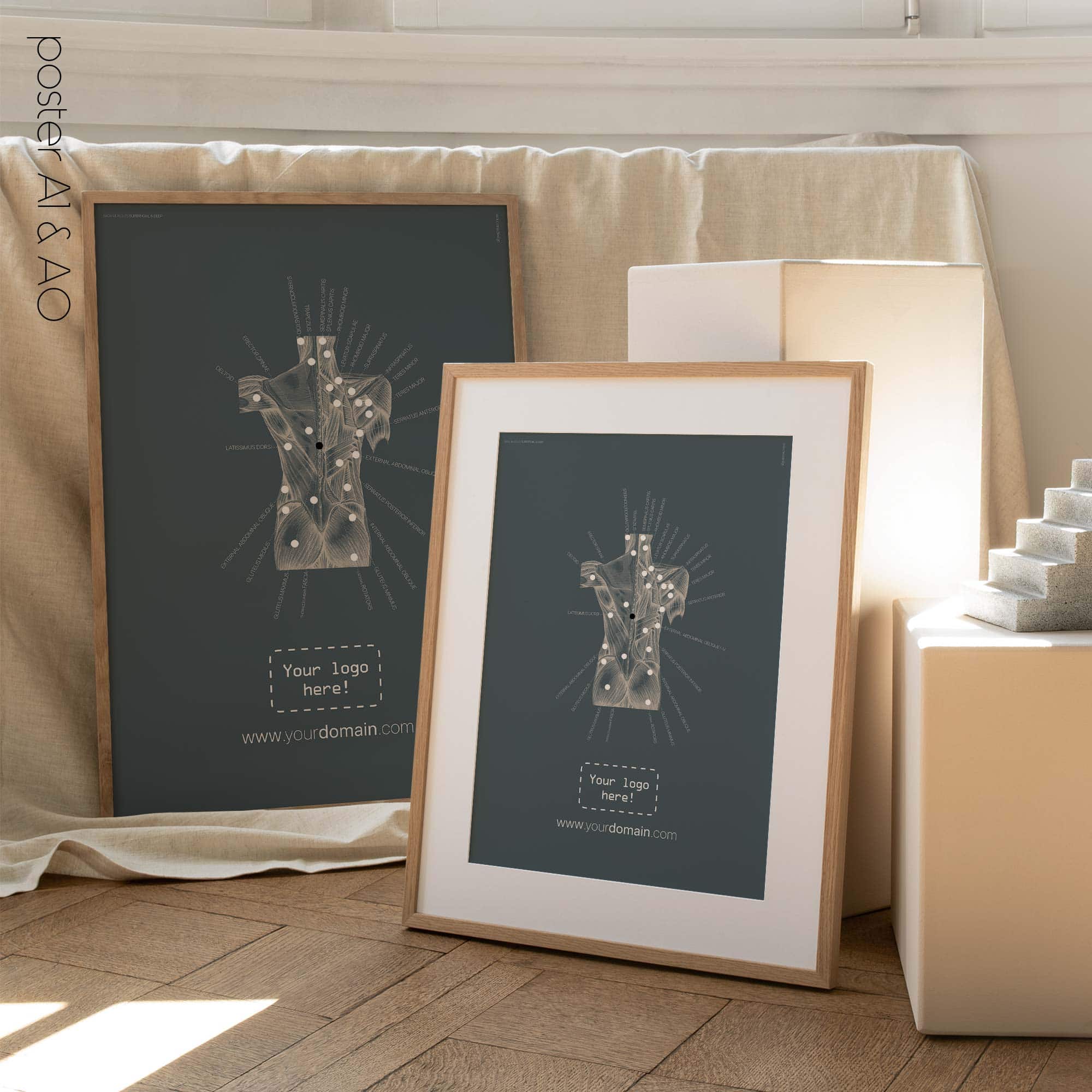 Posterior Muscle Anatomy