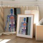 Système cardiovasculaire - dessin de educare.design