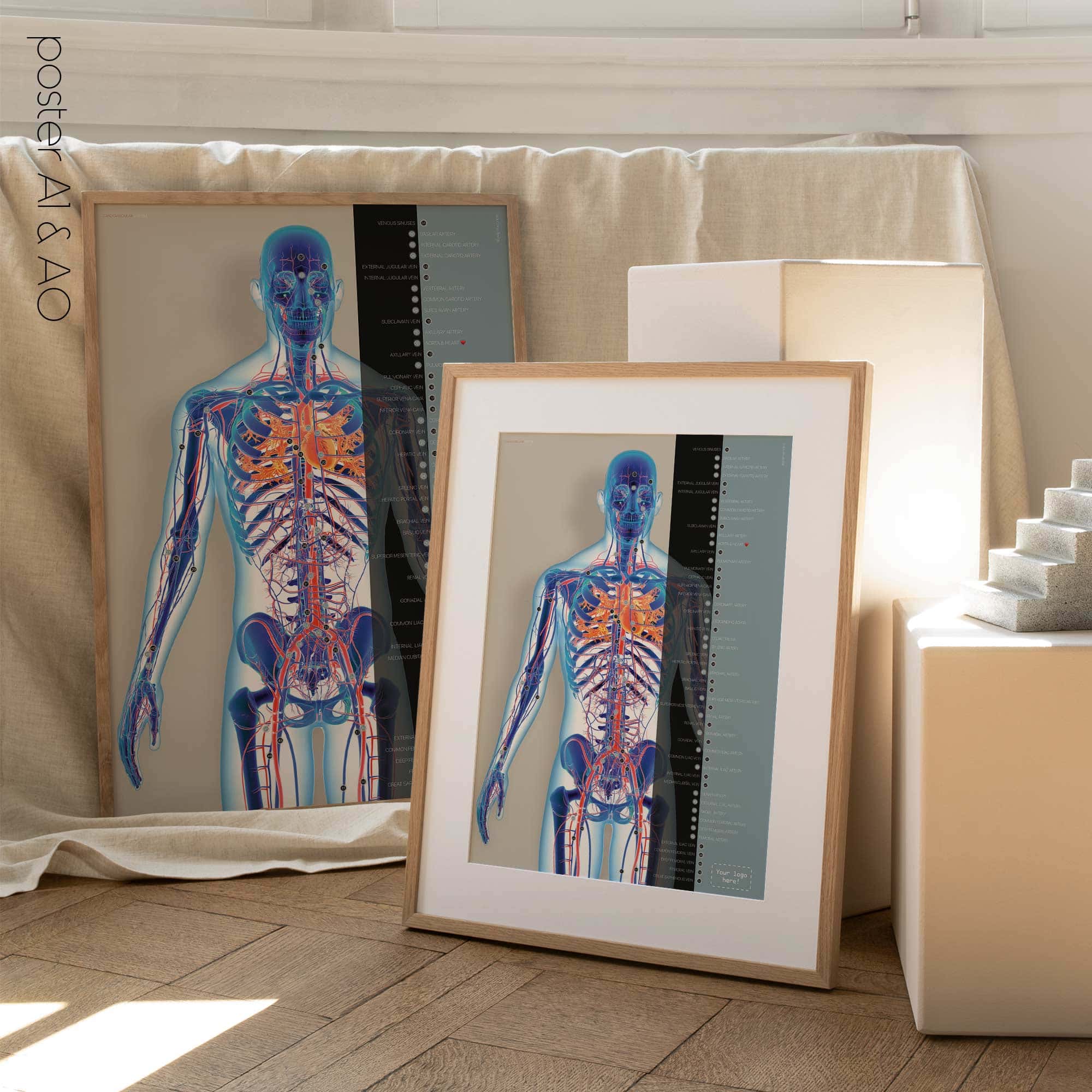 Système cardiovasculaire - dessin de educare.design