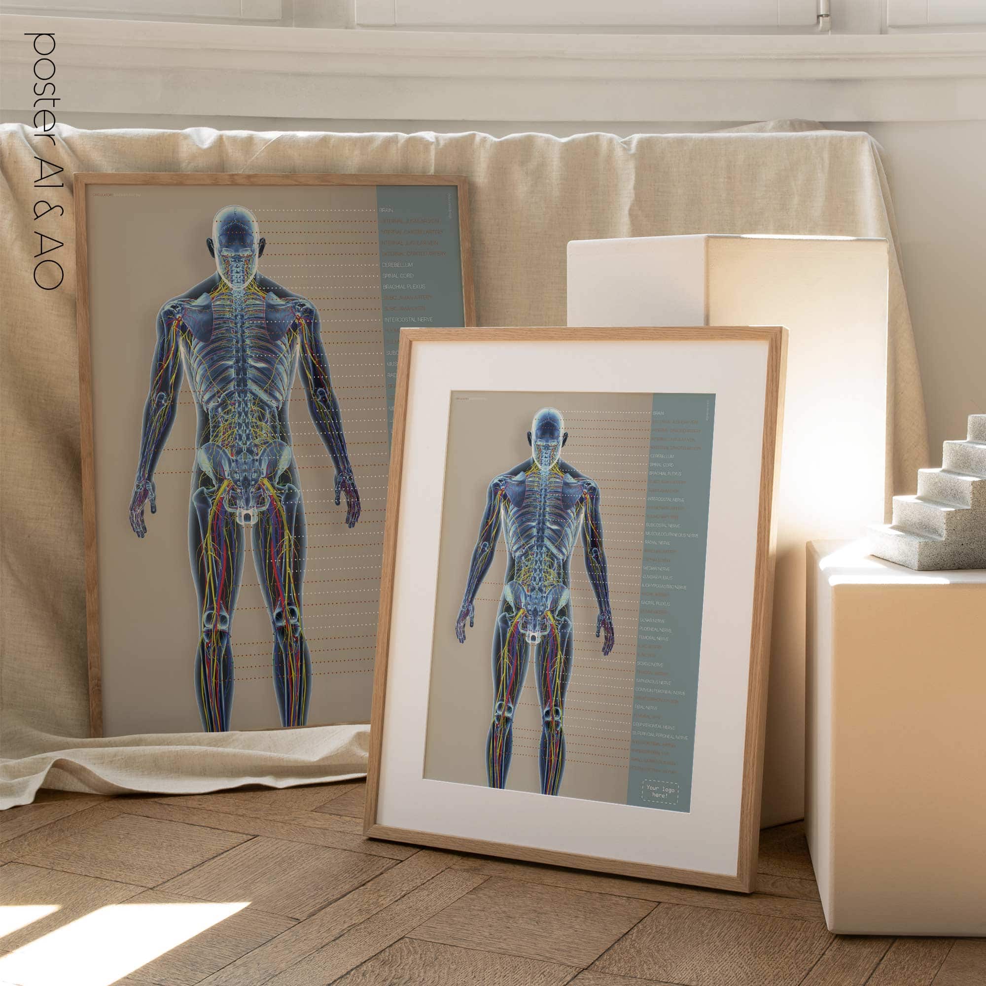 Circulatory and Nerves Systems. Anatomy and physiology artwork from educare.design