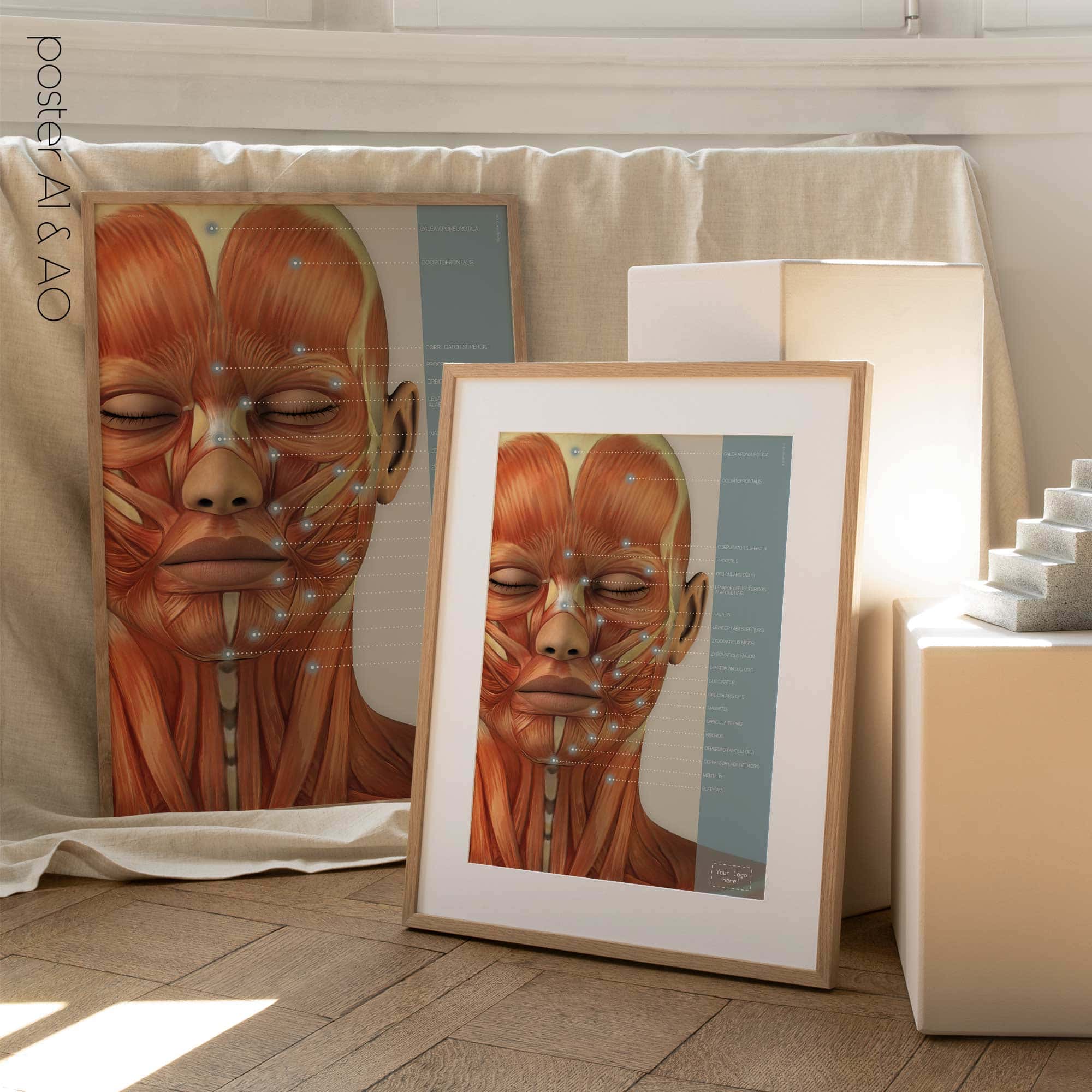 Muscles cranio-faciaux. Dessin d'anatomie et de physiologie d'educare.design