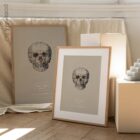 Anterior Cranial Bones