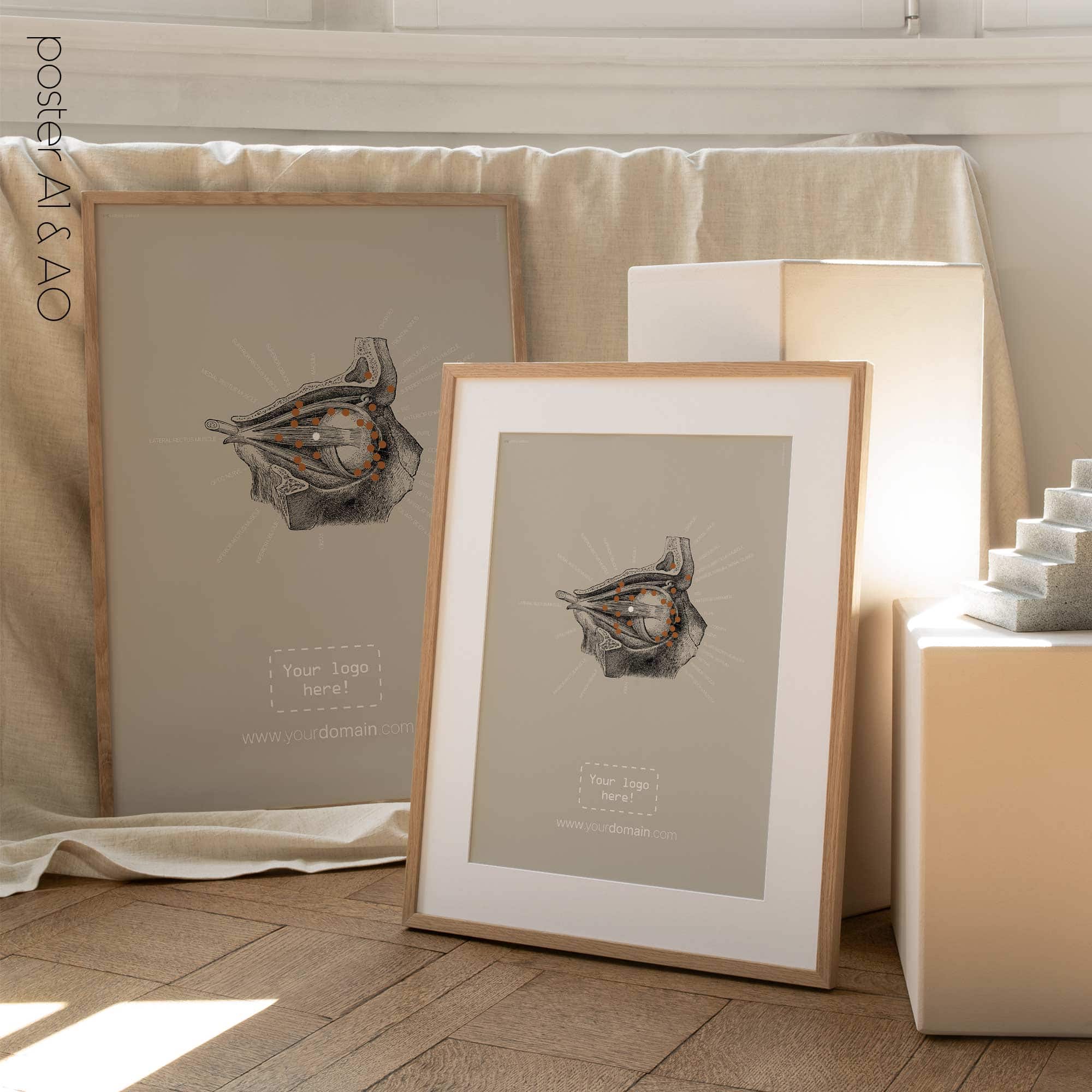 Eye, Lateral Surface. Vintage anatomy and physiology artwork from educare.design