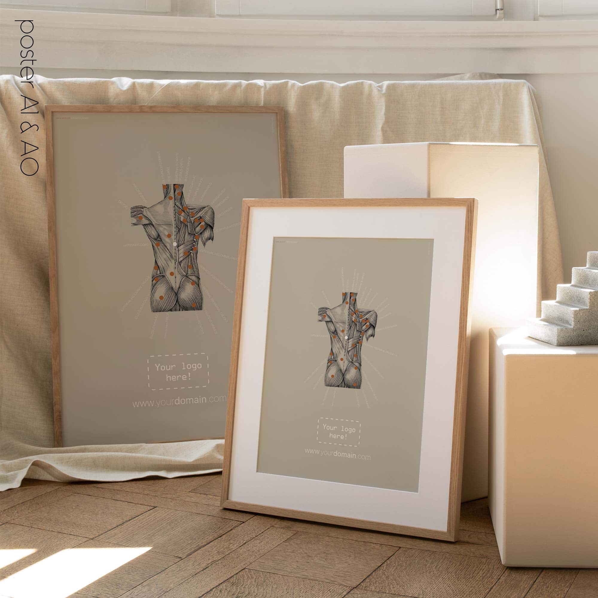 Posterior Muscle Anatomy