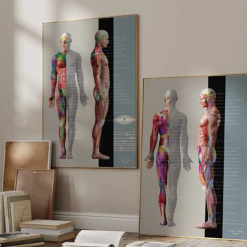 Tabella dei punti trigger miofasciali