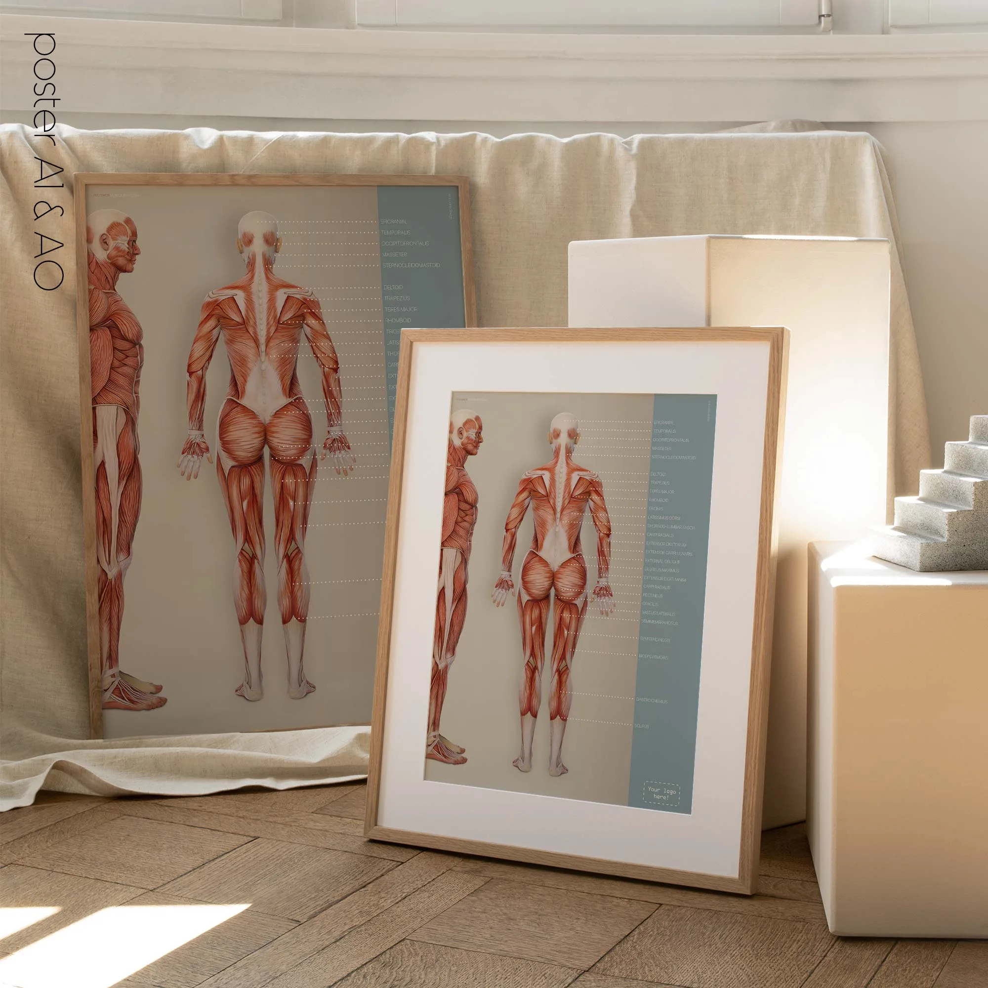 Posterior Muscular System anatomy chart for clinics