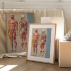 Sclerotomes Pain Map – educare.design Mappa del dolore degli sclerotomi. Opere d'arte di anatomia e fisiologia da educare.design