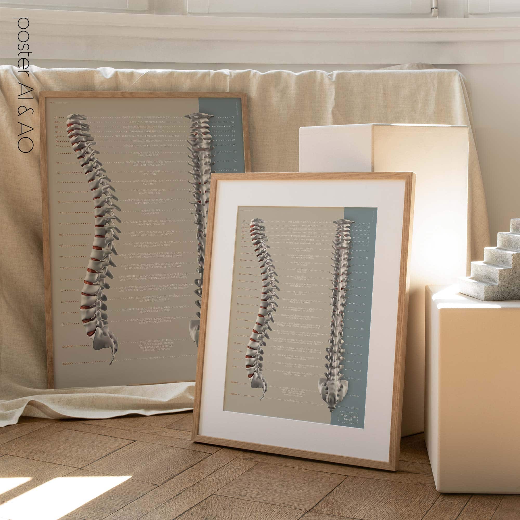 Fonction des Nerfs Spinaux